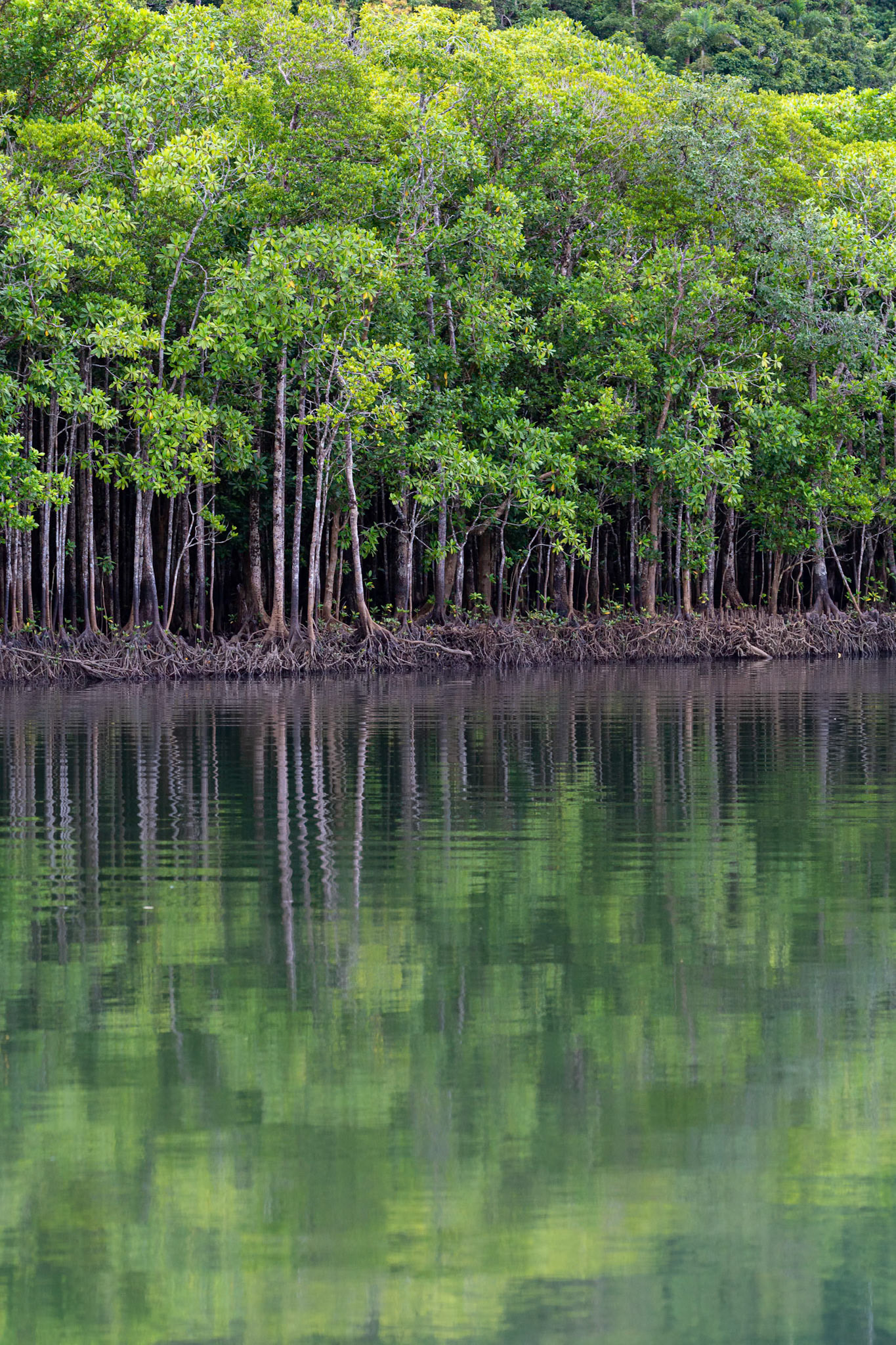 Mangroves on Cooper Creek with Tribulation Wildnerness Cruise in the Daintree, Queensland