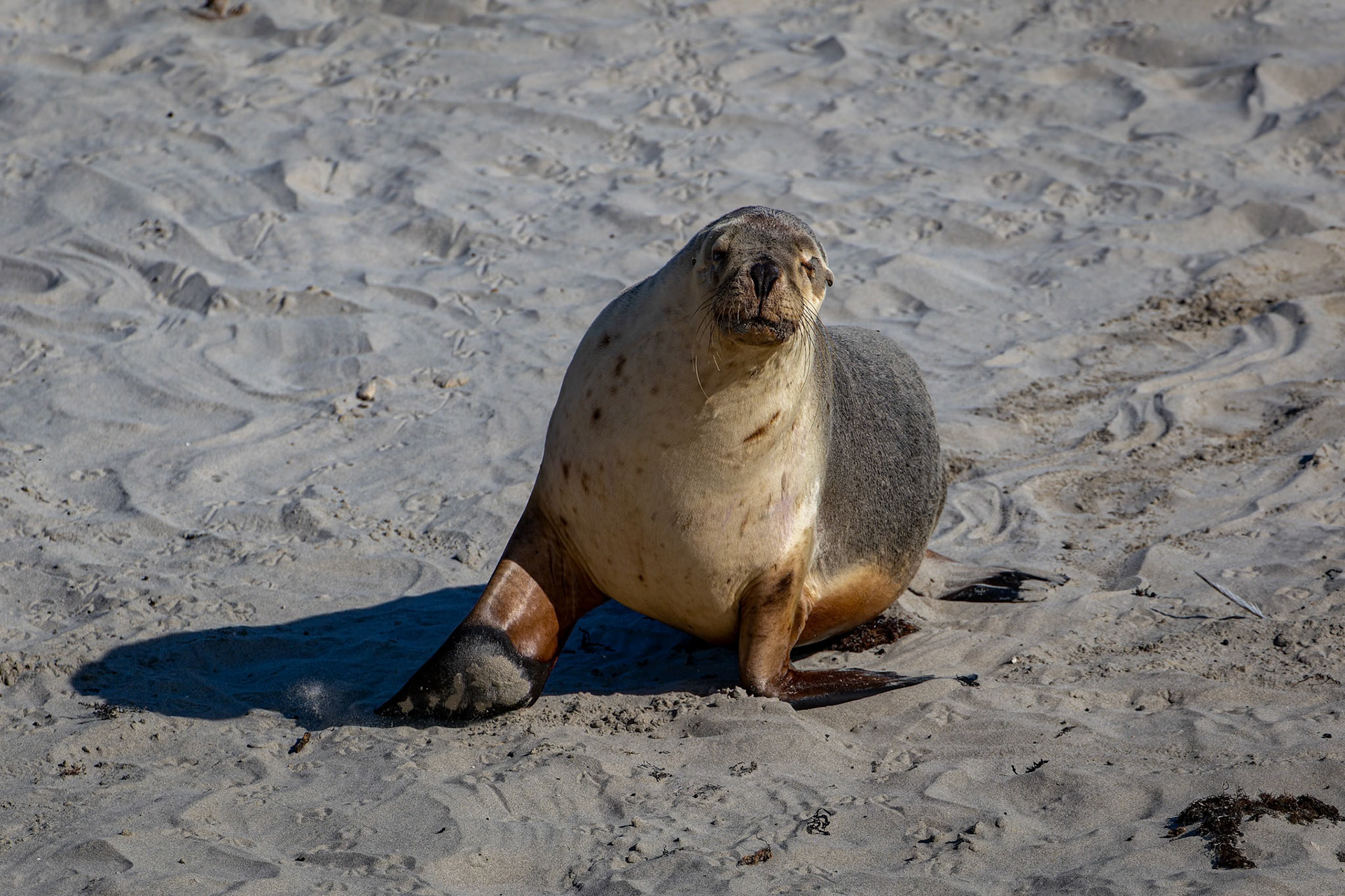 Australian Sea Lion at Seal Bay on Kangaroo Island, Australia