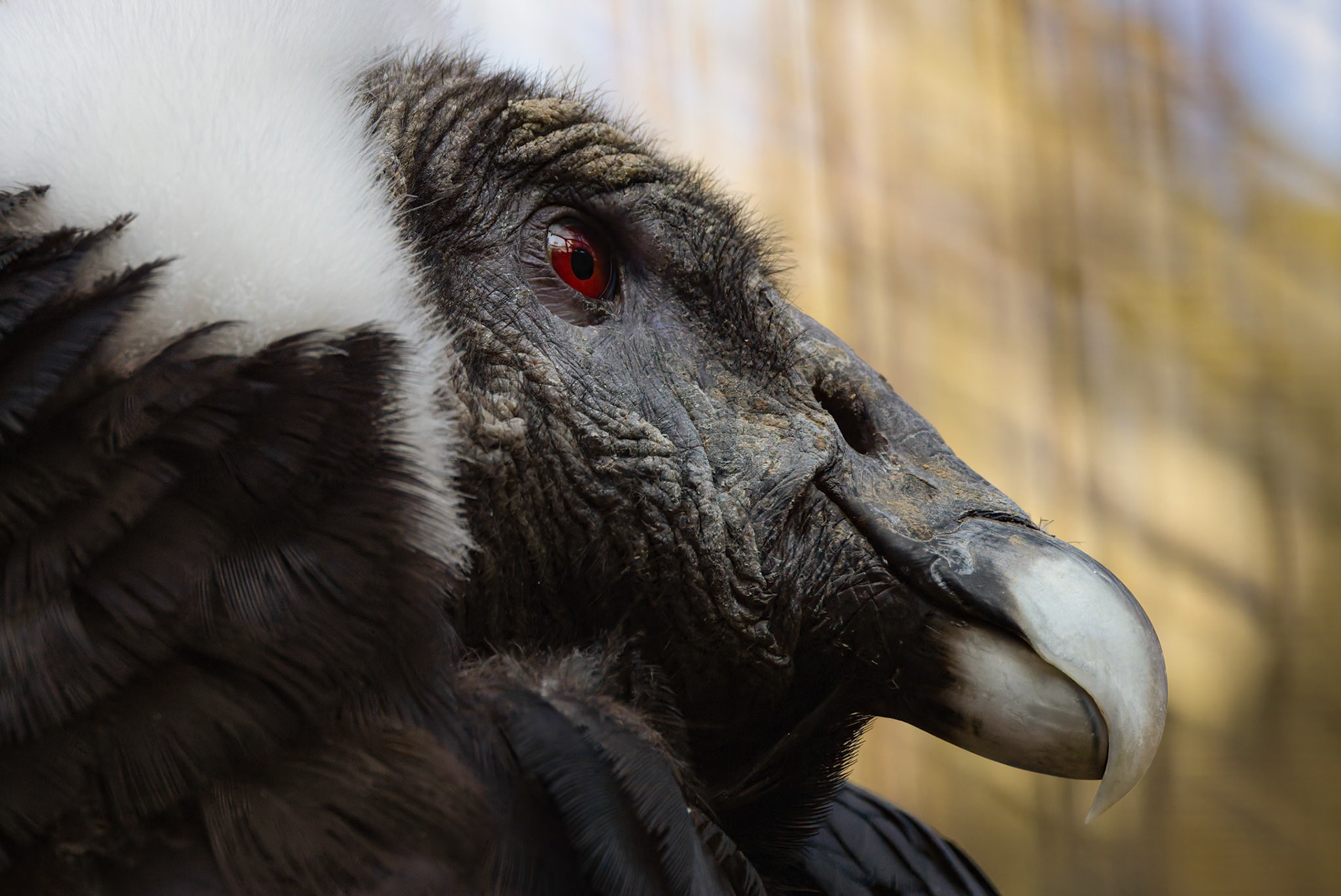 Andean Condor at Ueno Zoological Gardens in Tokyo, Japan