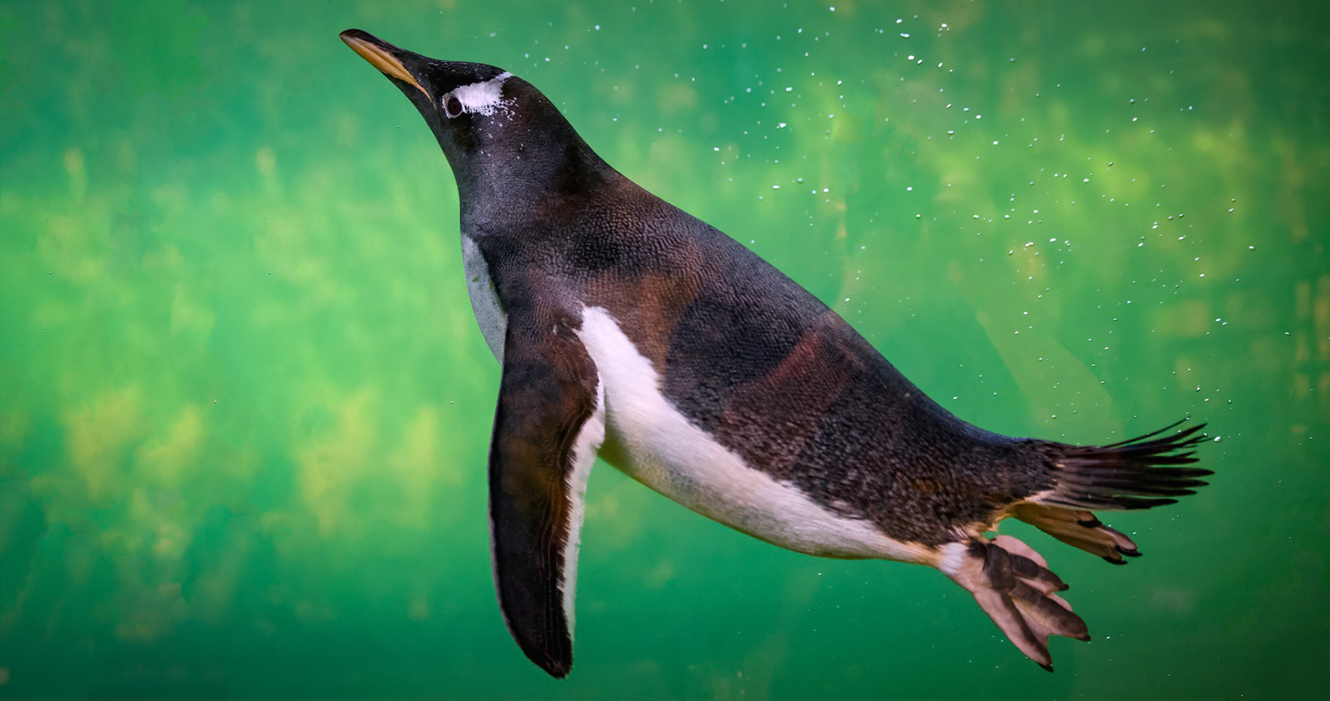 Gentoo Penguins at the Edinburgh Zoo, Scotland