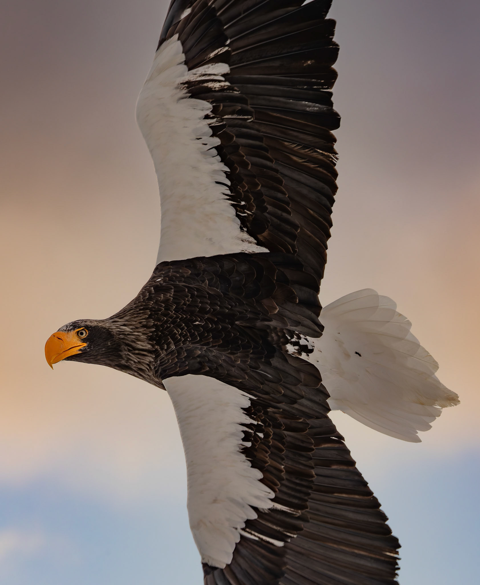 Stella Eagle hunting for breakfast at Rausu Fishing Port on the Island of Hokkaido, Japan