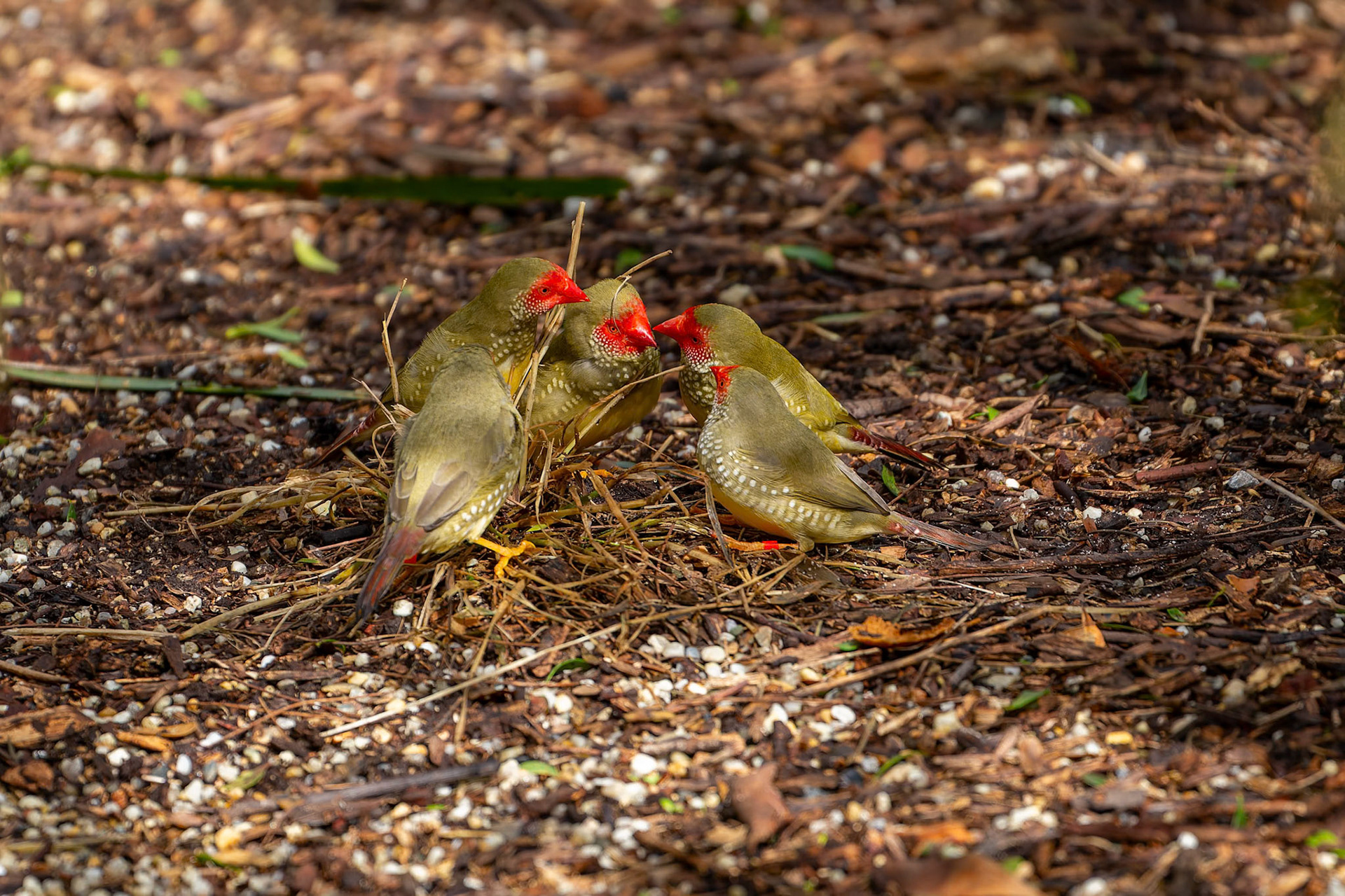 Star Firetails at Healesville Sanctuary in Healesville, Australia