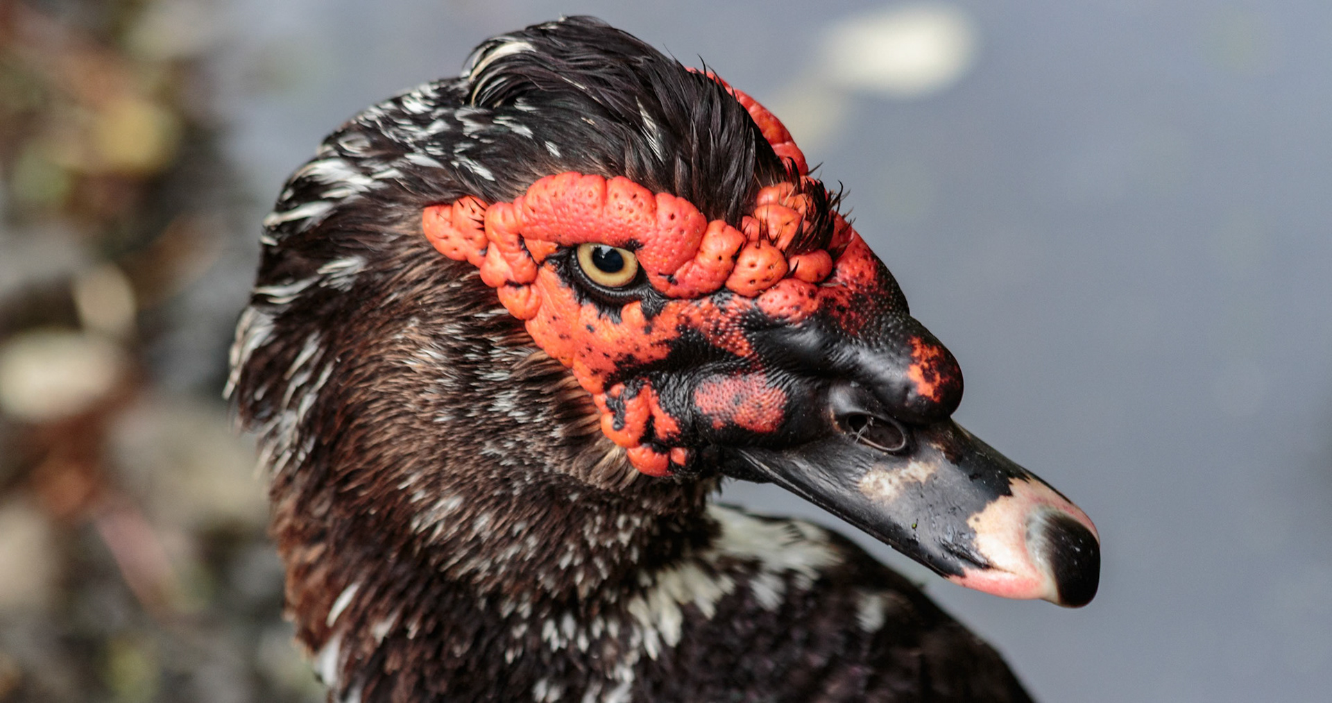 Duck at the Willowbank Wildlife Park, Christchurch, New Zealand