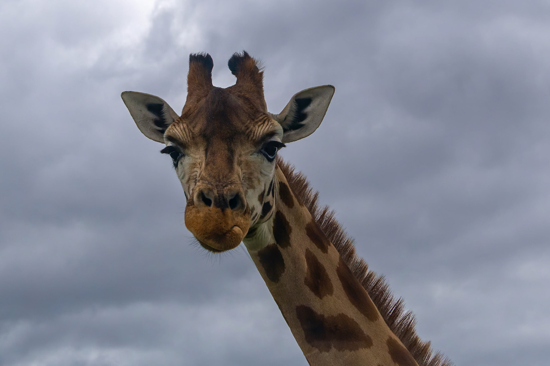Giraffe at the Monarto Zoo, South Australia, Australia