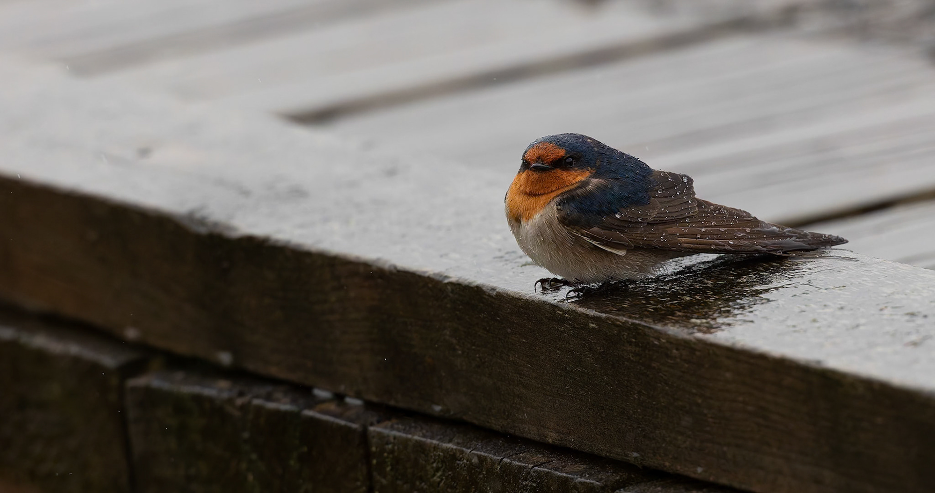 Welcome Swallow at Tamar Island Wetlands outside of Launceston in Tasmania, Australia