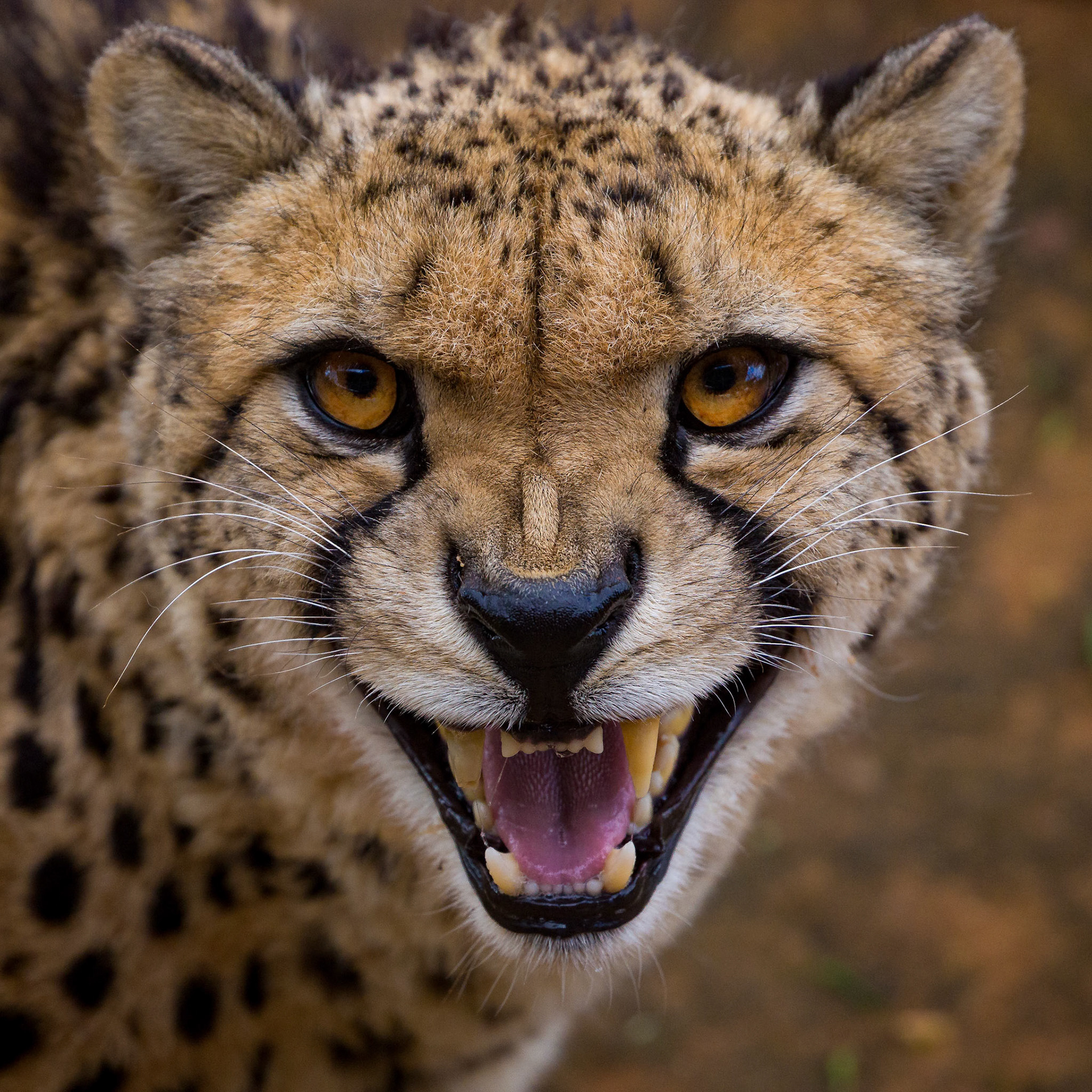 Cheetah at the Monarto Zoo, South Australia, Australia