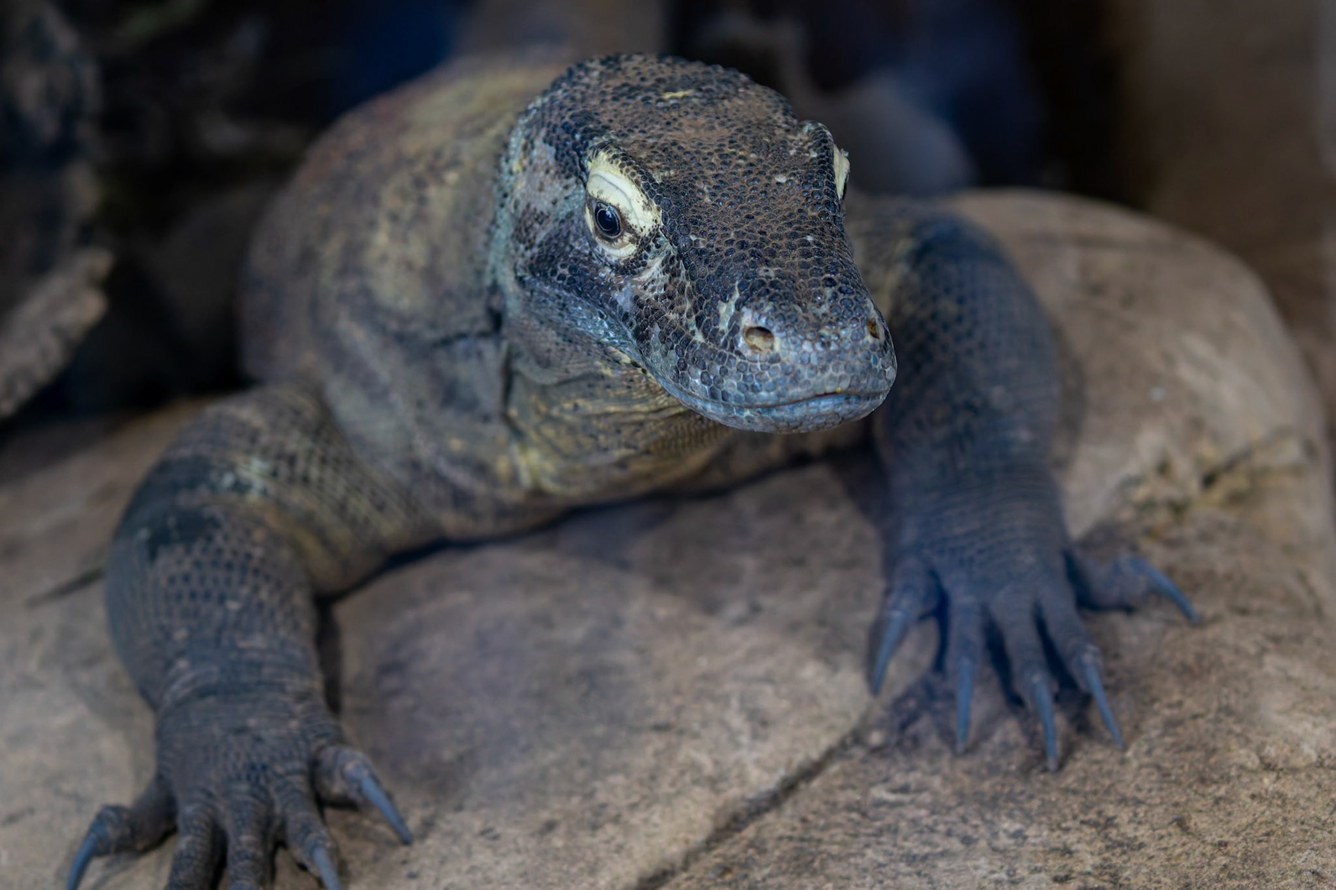 Komodo Dragon at Ballarat Wildlife Park in Ballarat, Victoria, Australia