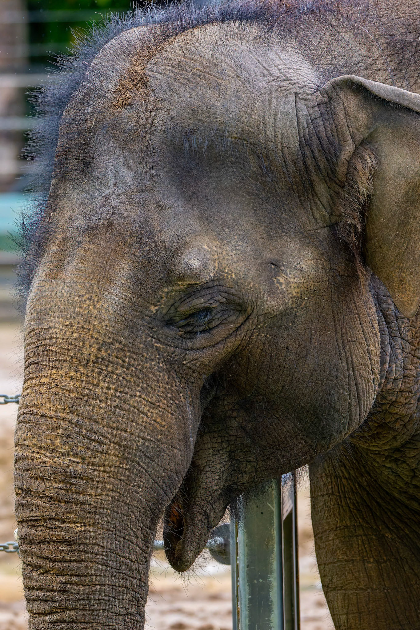 Asian Elephant at the Melbourne Zoo in Melbourne, Australia