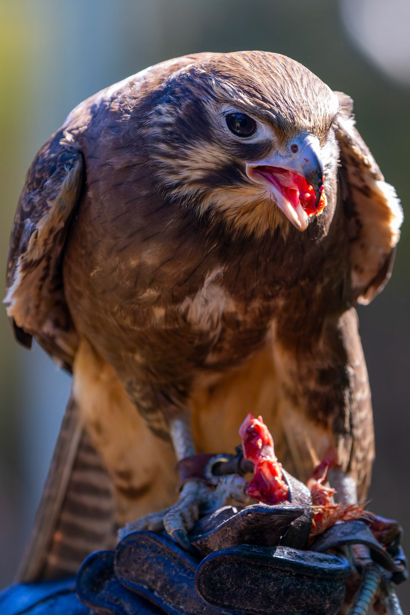 Brown Falcon at the Raptor Domain on Kangaroo Island, Australia