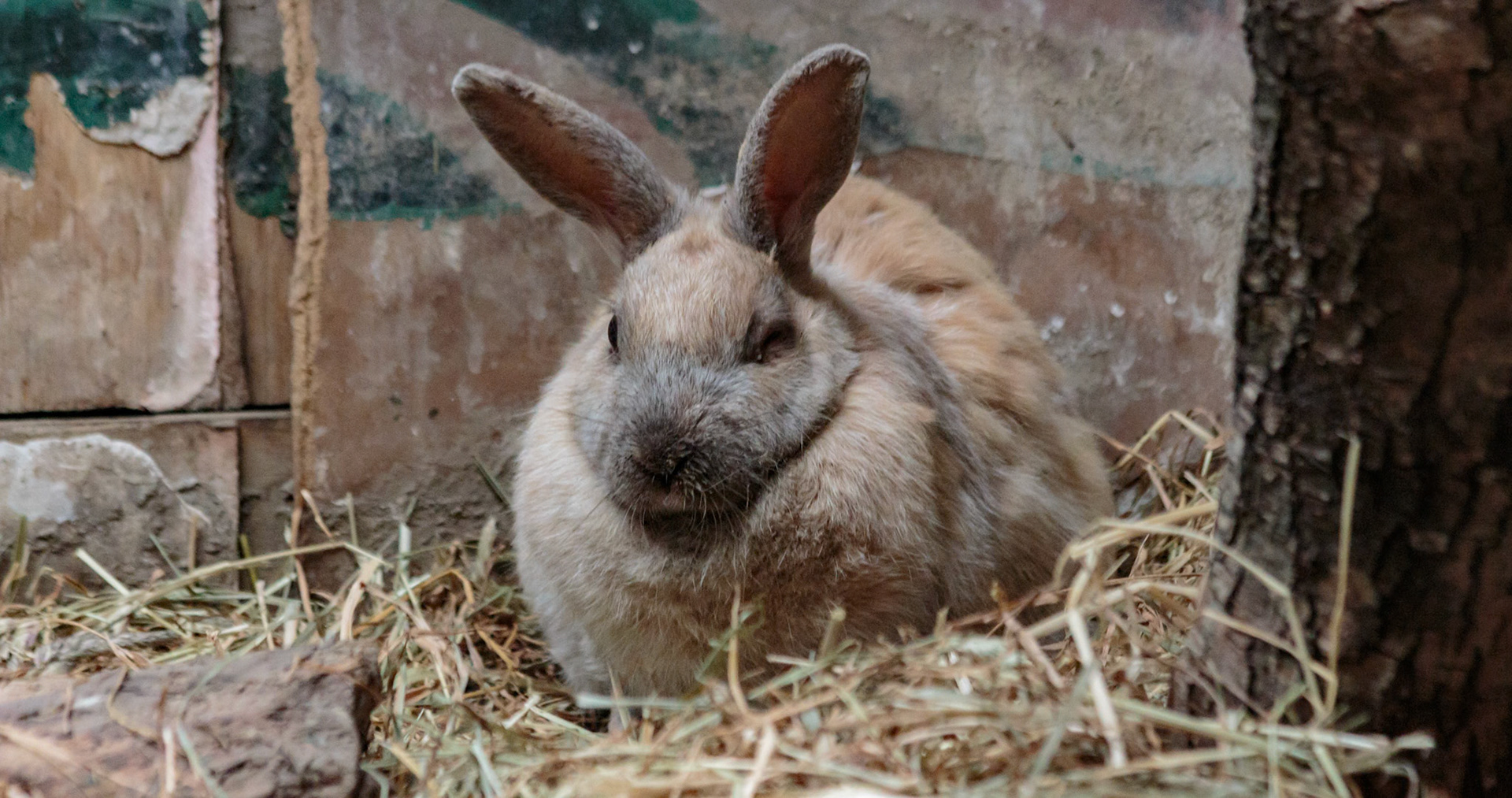 Rabbit at the Willowbank Wildlife Park, Christchurch, New Zealand