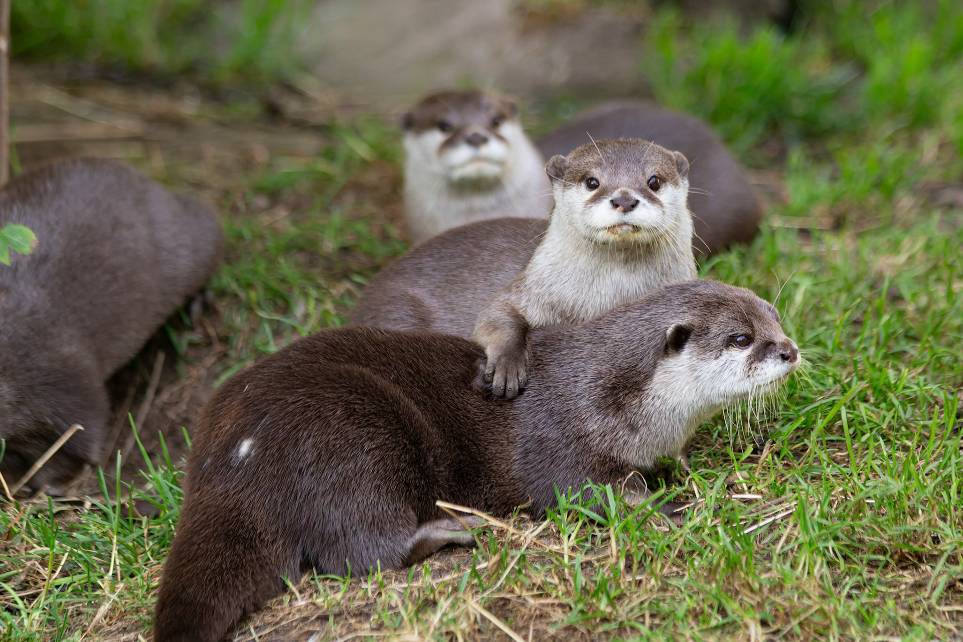 Asiatic Short-Clawed Otter at the Edinburgh Zoo, Scotland