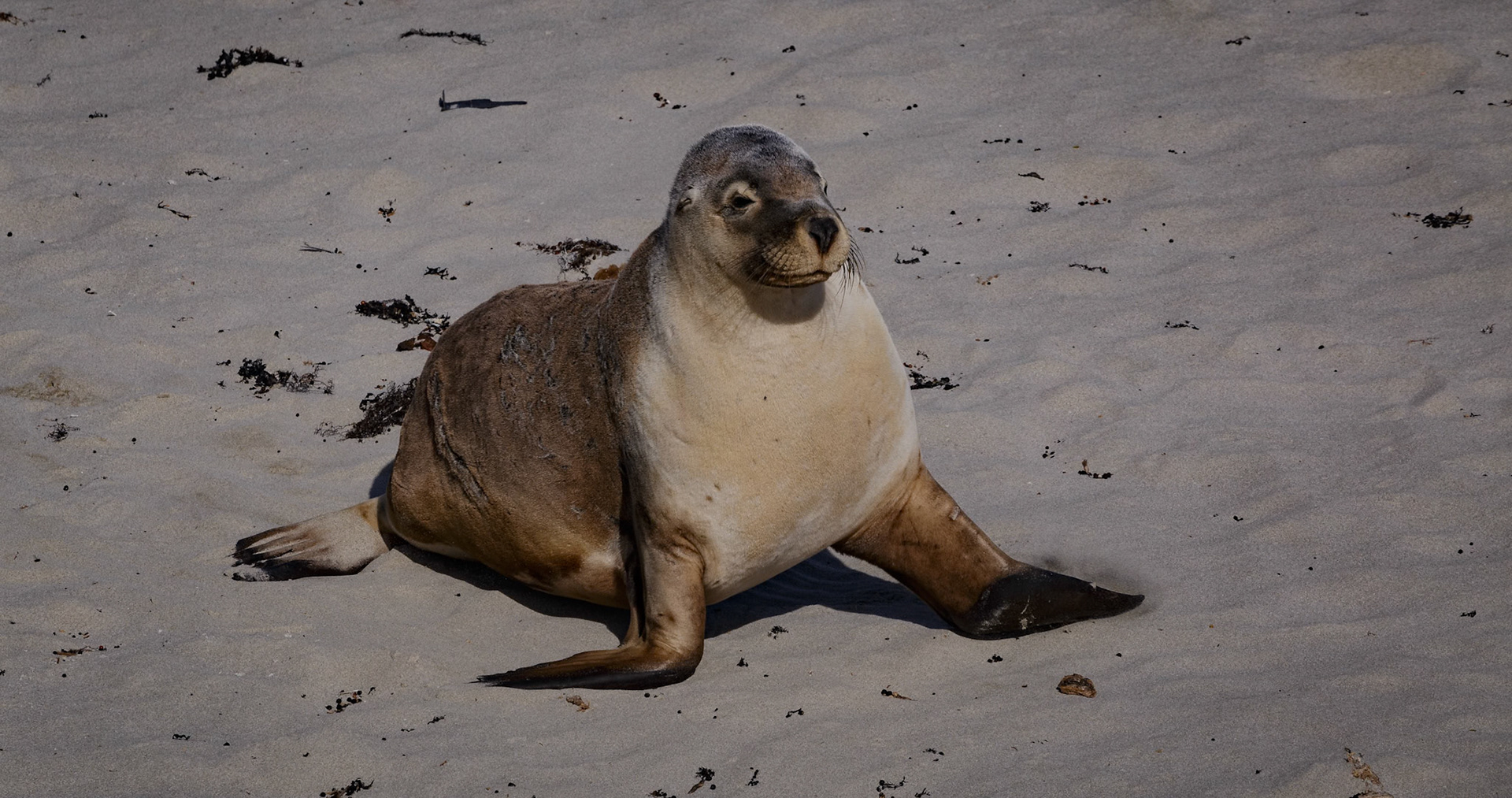 Australian Sea Lion at Seal Bay on Kangaroo Island, Australia