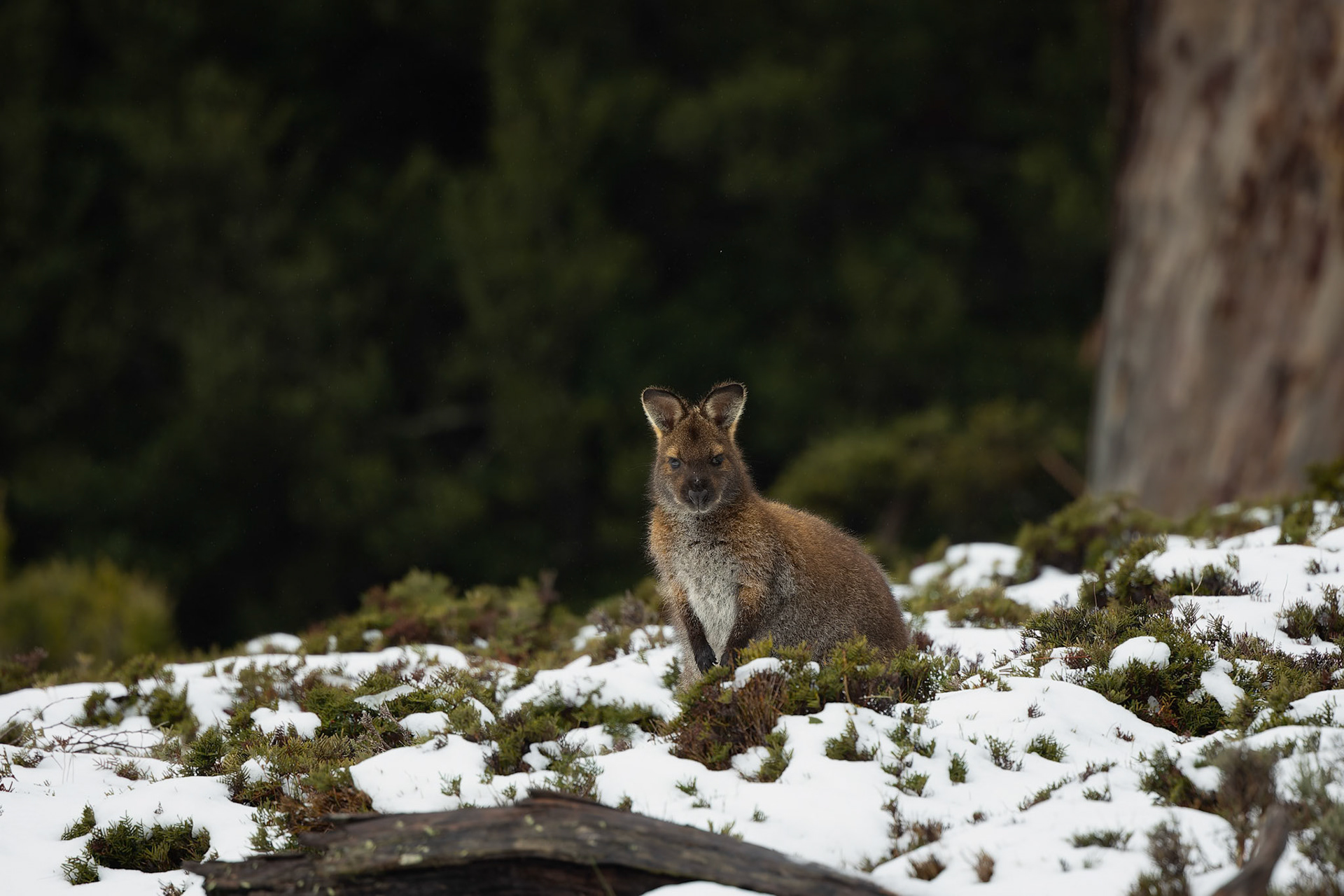 Bennetts Wallaby on the Dove Canyon Track at Cradle Mounntain in Tasmania, Australia