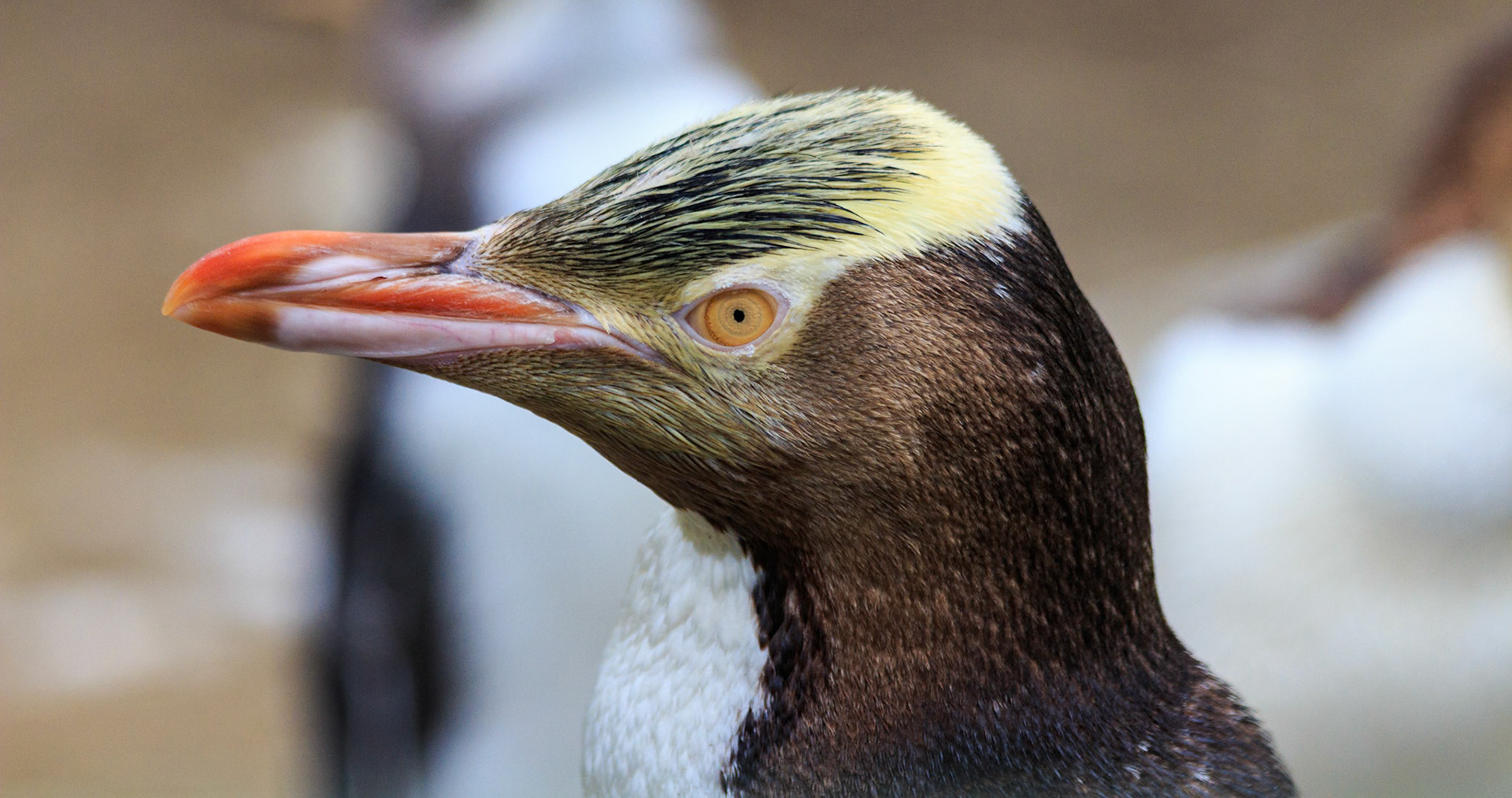 Penguin Place, New Zealand