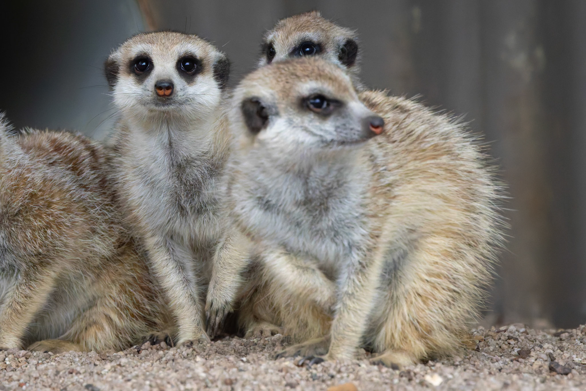 Meerkats at the Tasmanian Zoo outside of Launceston in Tasmania, Australia