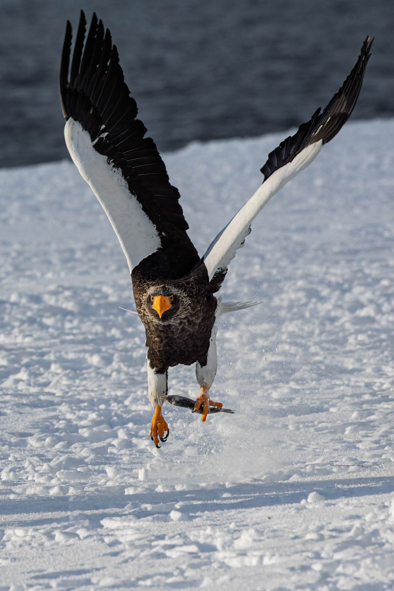 Stella Eagle catching fish at Rausu Fishing Port on the Island of Hokkaido, Japan