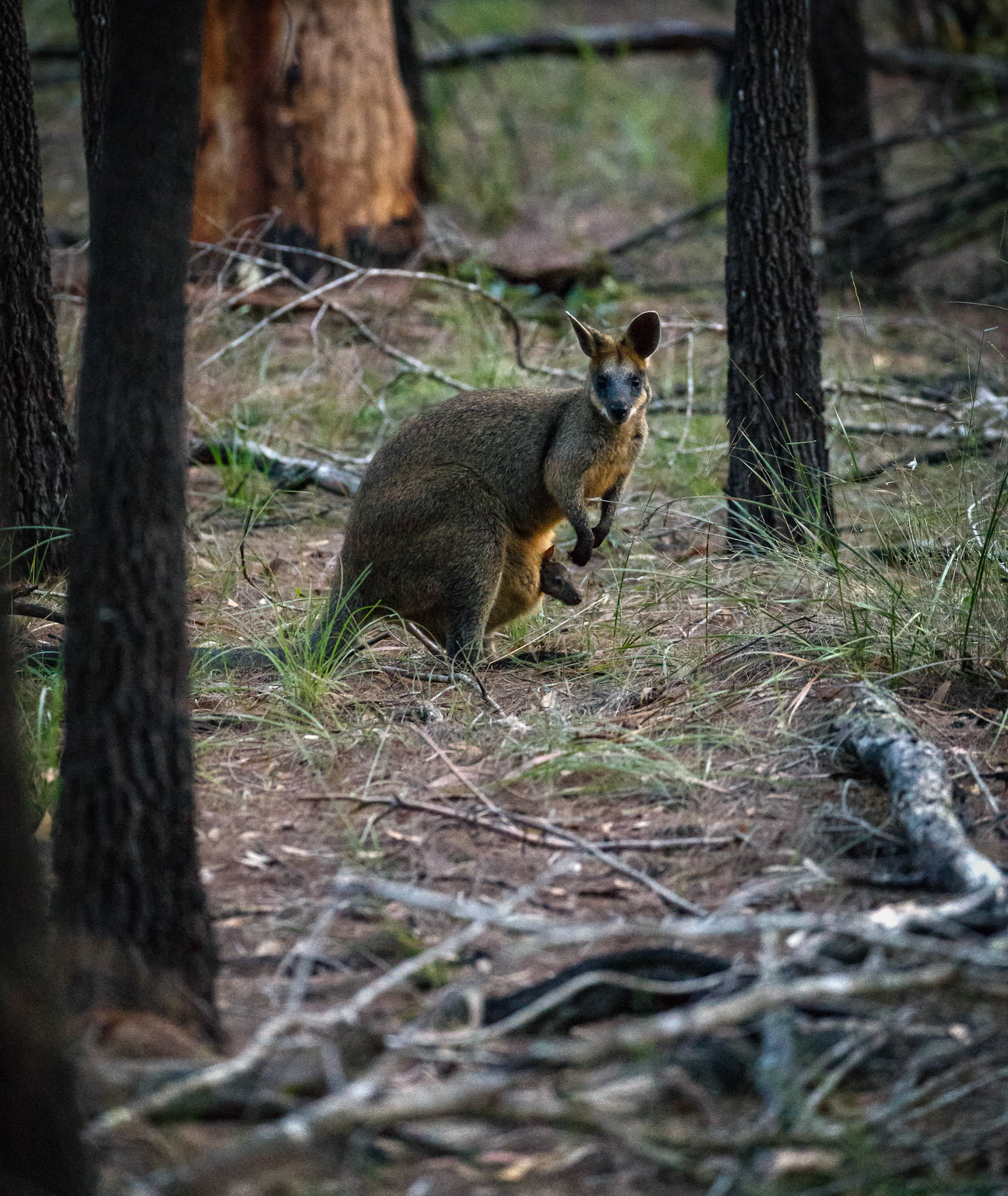 Swamp Wallaby ar Berrinba Wetlands, Queensland
