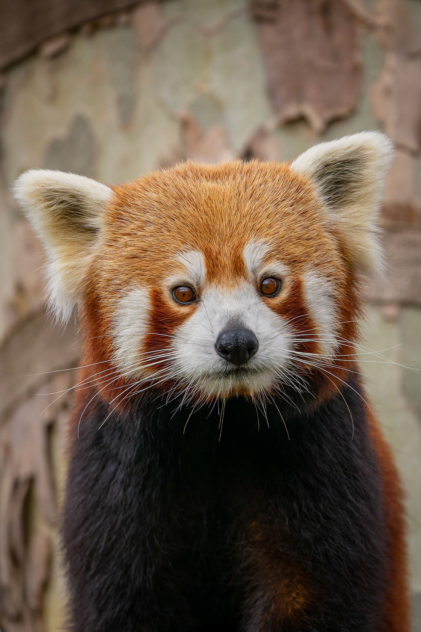 Red Panda at the Melbourne Zoo in Melbourne, Australia
