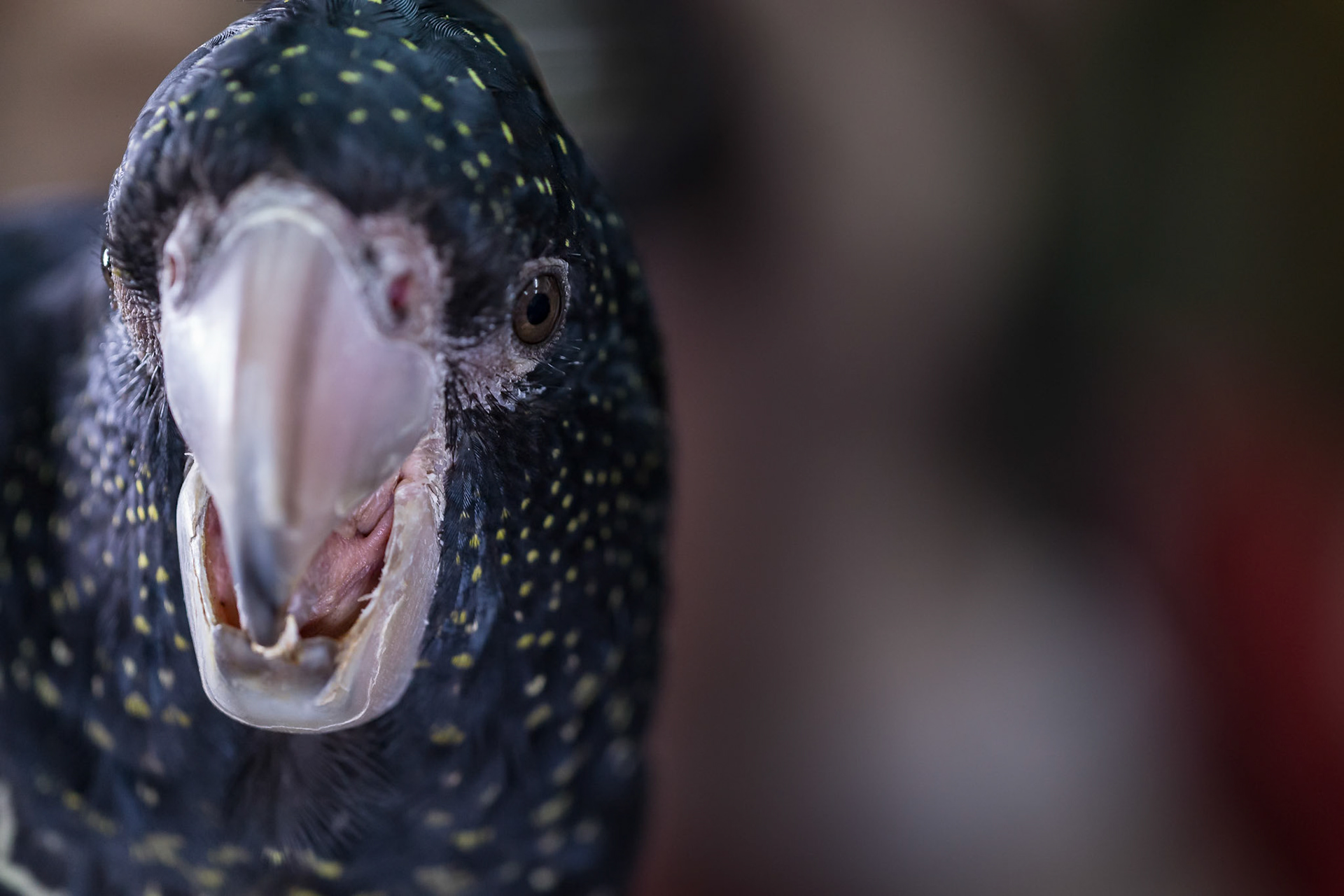Red Tailed Black Cockatoo at the Digital Camera Warehouse Macro WildLife Workshop with the Wild Rangers WildLife Encounters at the Junction in Annerley, Brisbane, Australia