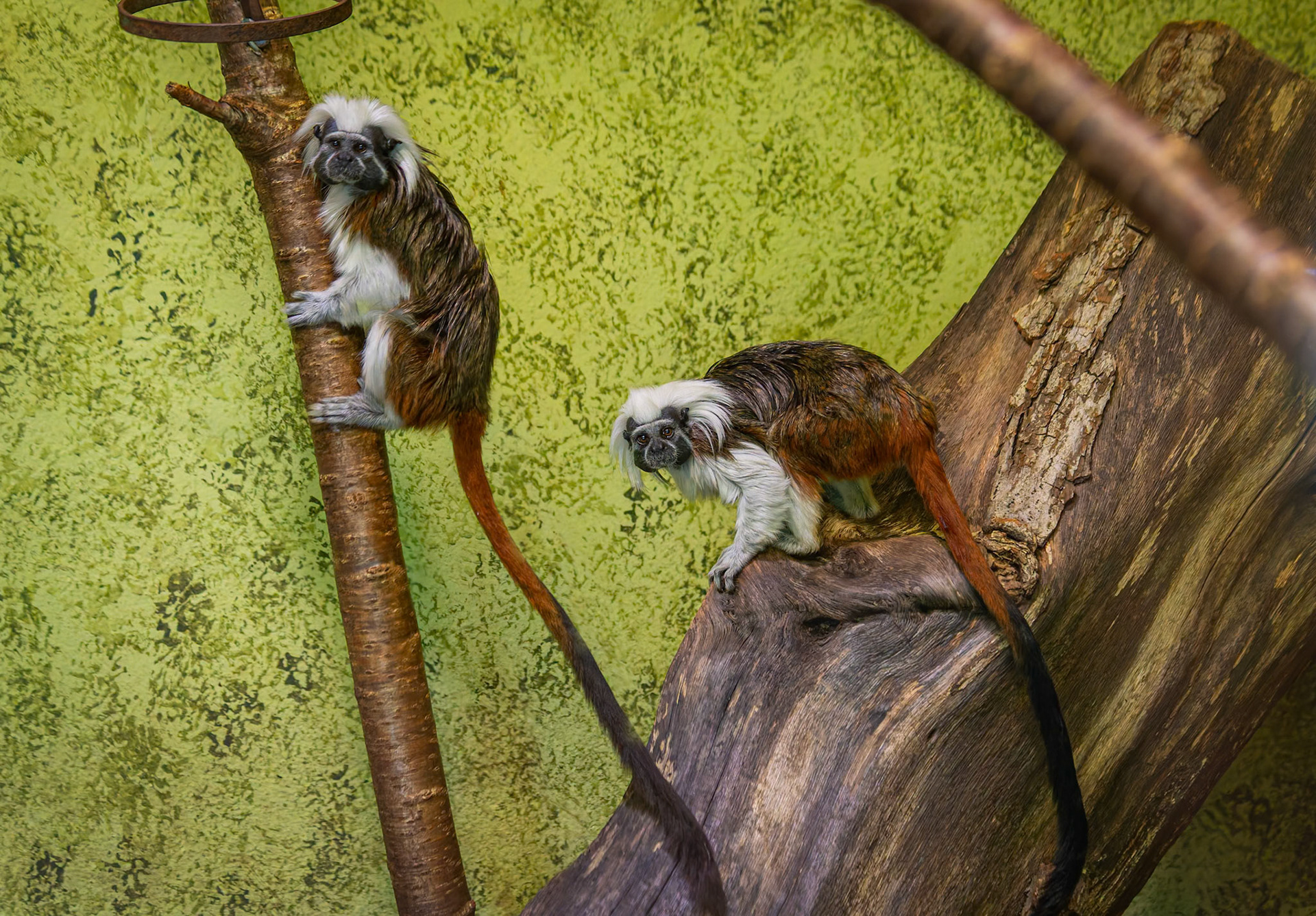 Cotton-Top Tamarin at the Edinburgh Zoo, Scotland