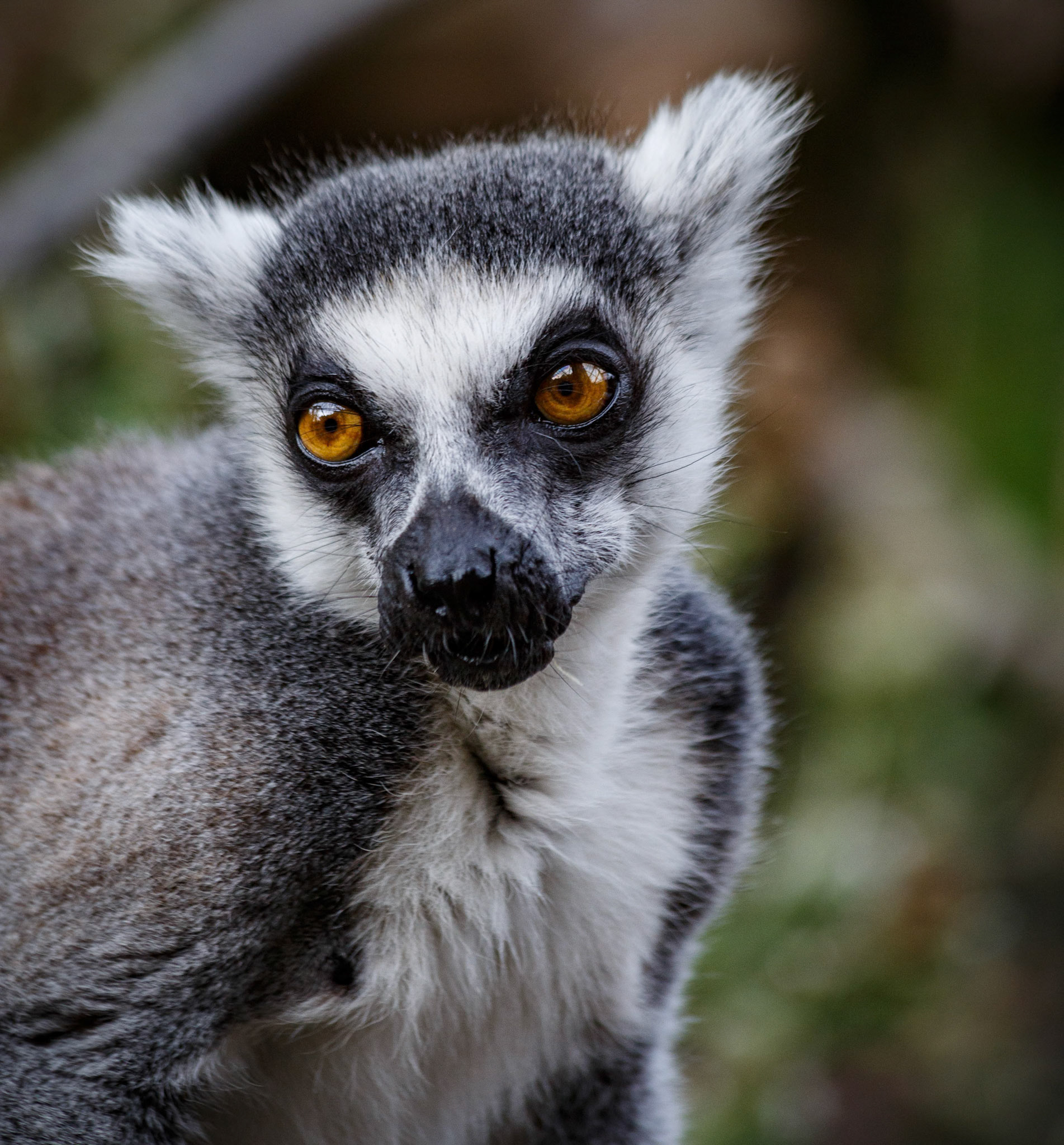 Lemur at the London ZSL, England