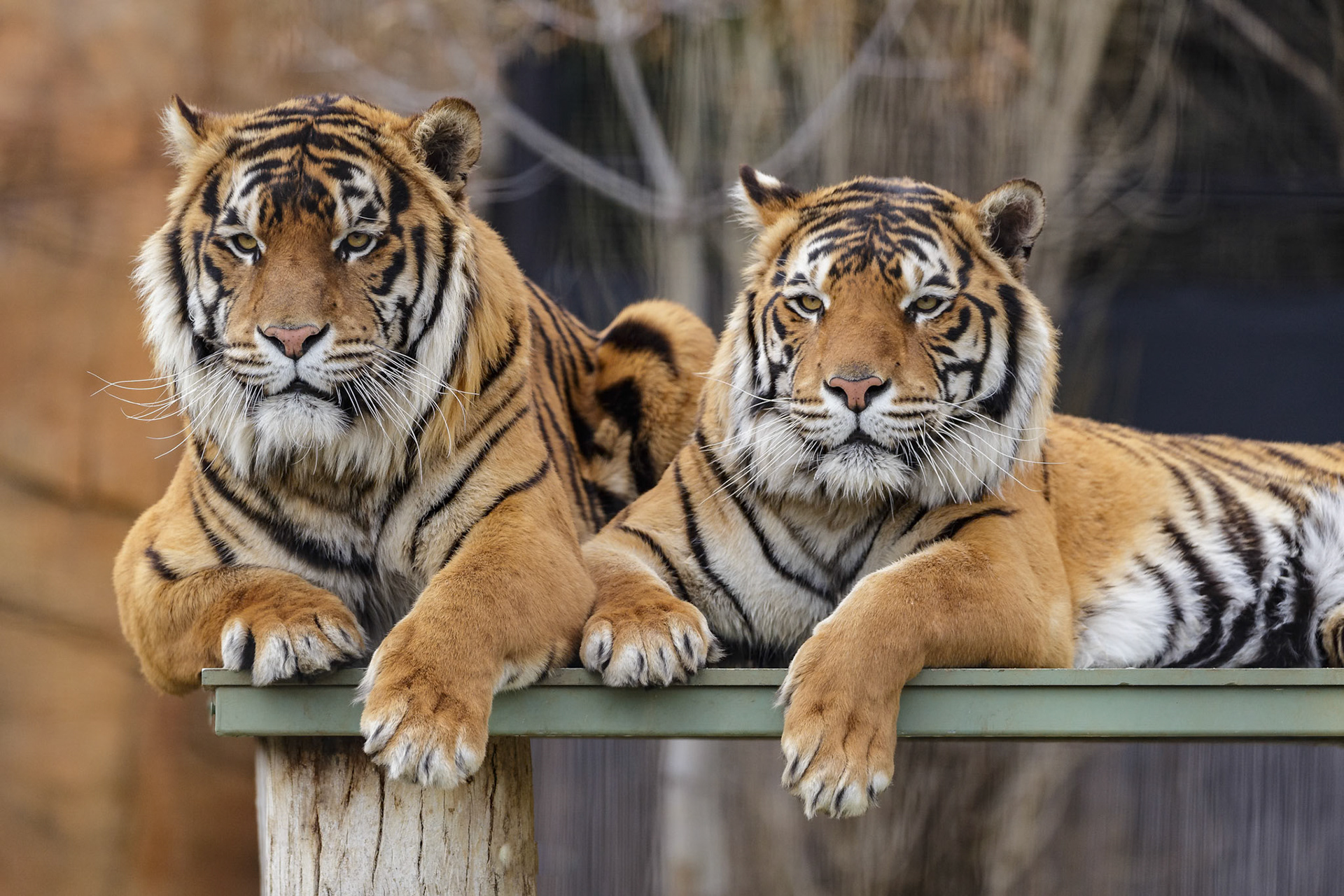 Bengal Tiger at National Zoo &amp; Aquarium in Canberra, Australia