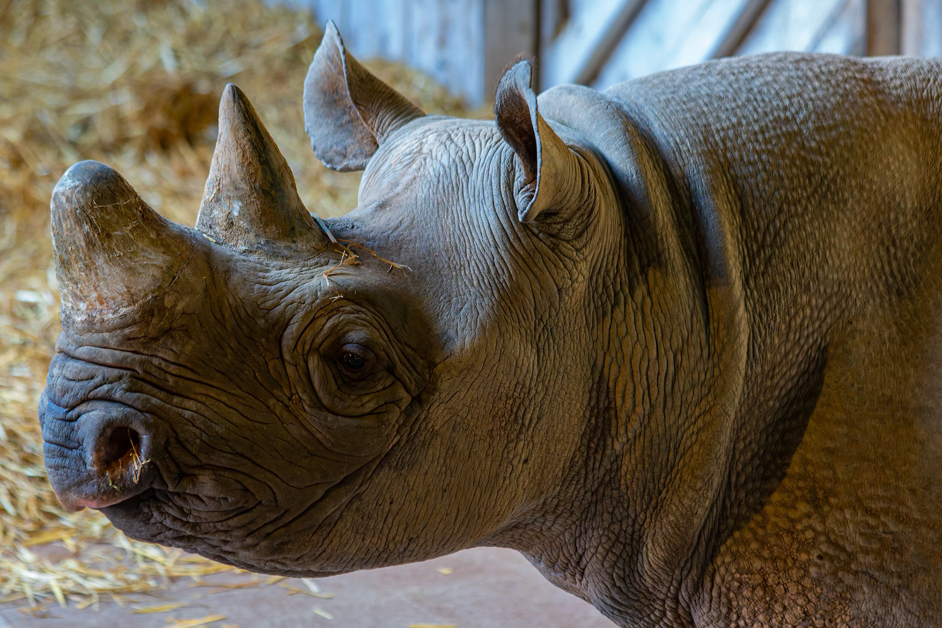 Black Rhino at the Chester Zoo, England
