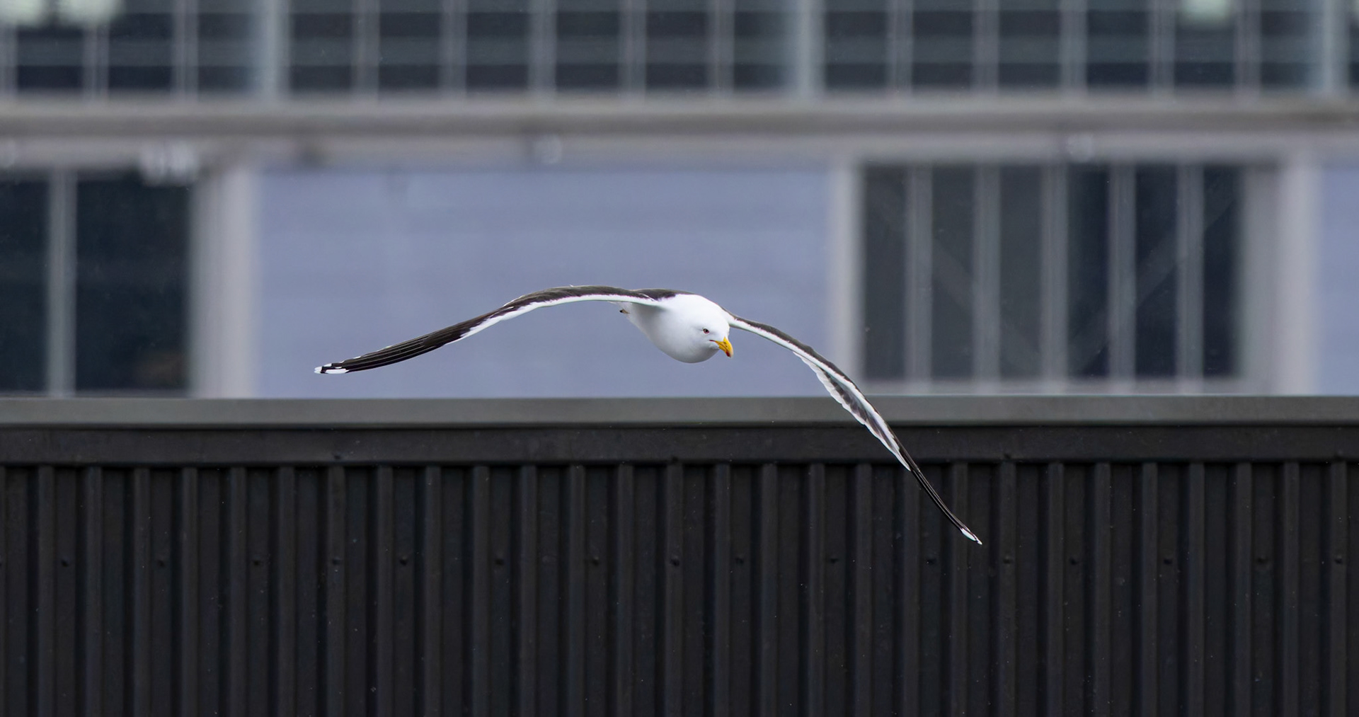 Pacific Gull at Salamanca Square in Hobart, Tasmania, Australia