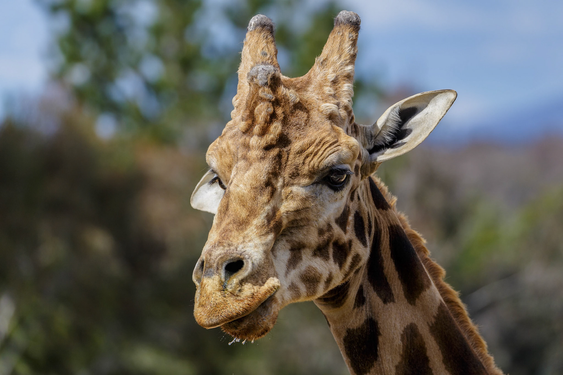 Giraffe at National Zoo &amp; Aquarium in Canberra, Australia