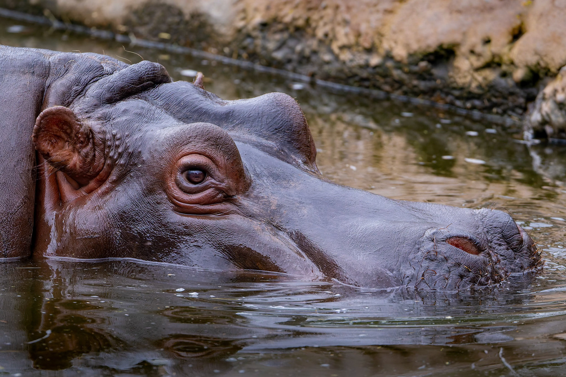 Hippopotamus at Werribee Open Range Zoo in Werribee South in Victoria, Australia