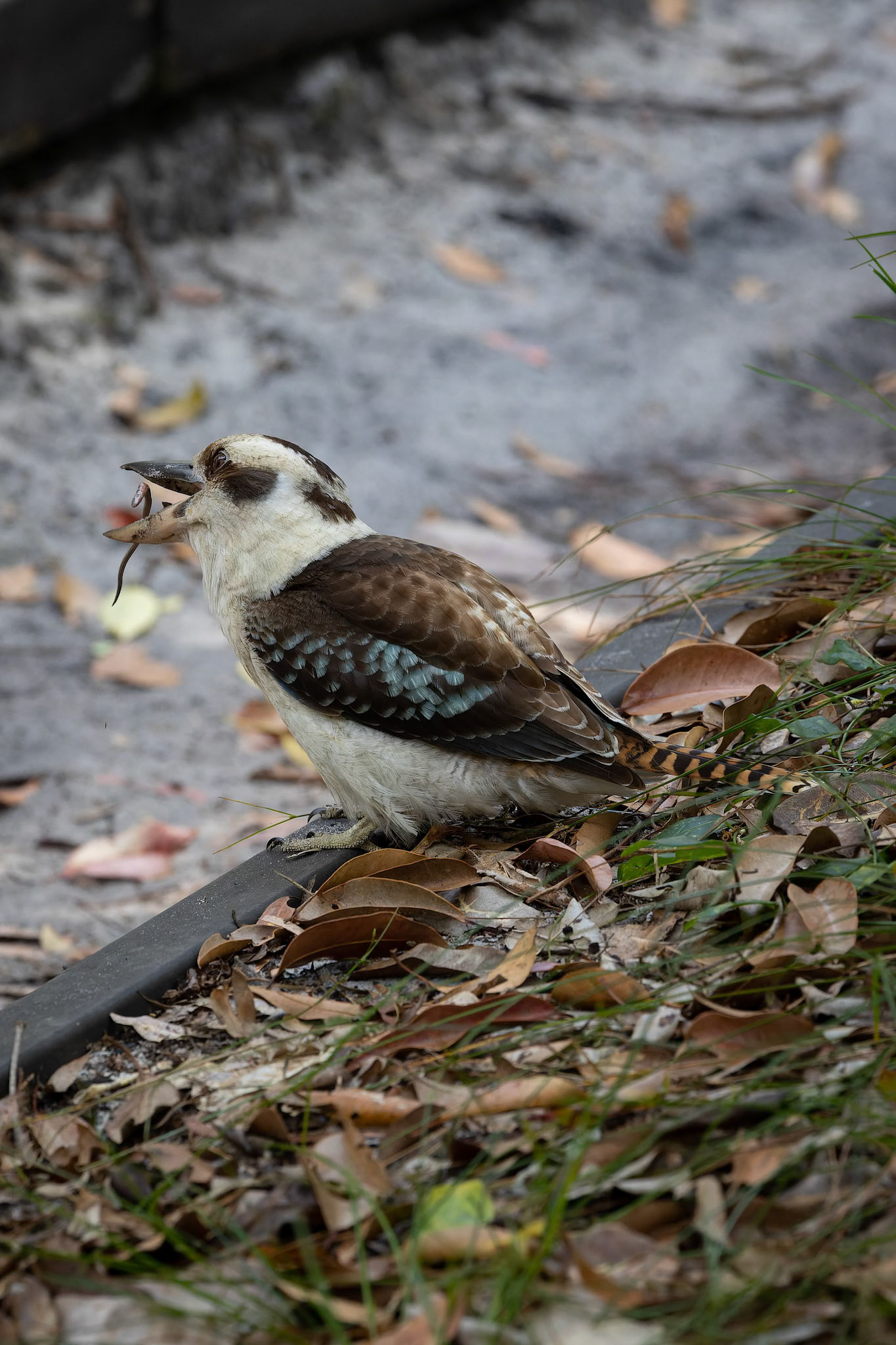 A very patient Kooraburra and it's breakfast at Lake McKenzie on Fraser Island, Australia