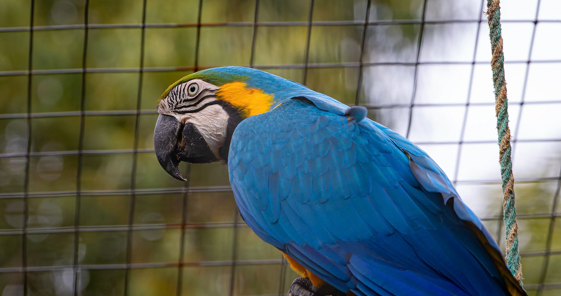 Blue and Yellow Macaw at the Kangaroo Island Wildlife Park on Kangaroo Island, Australia