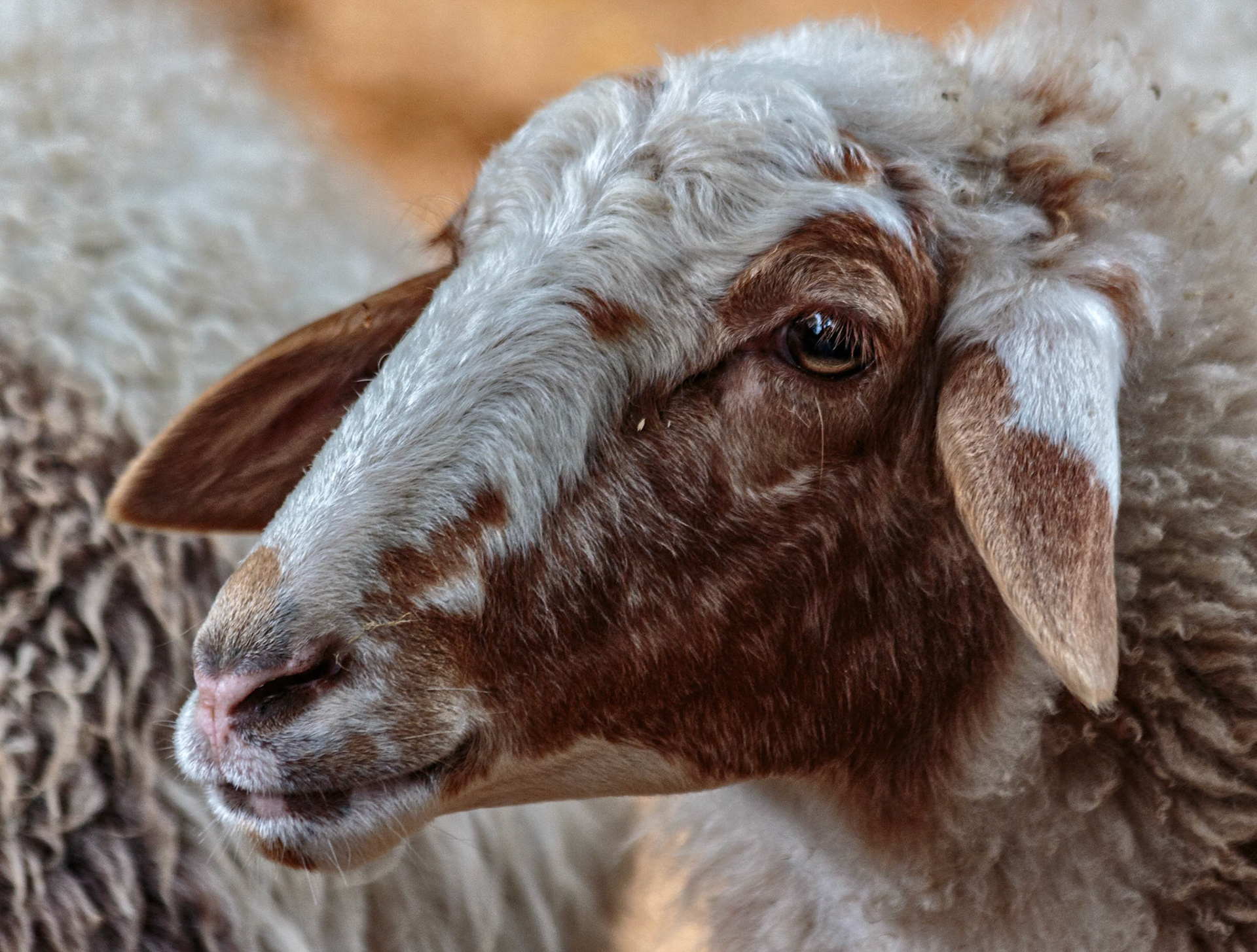 Sheep at the Willowbank Wildlife Park, Christchurch, New Zealand