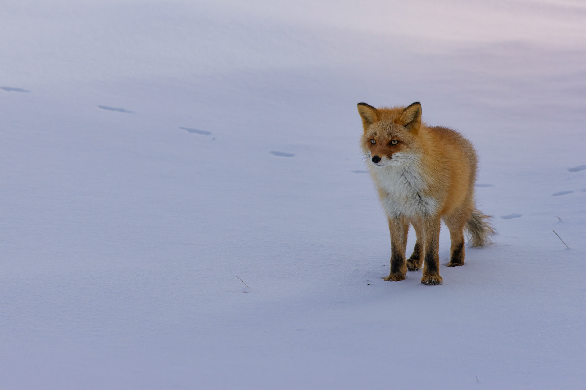 Red Fox at Notsuke Peninsula, on the island of Hokkaido, Japan