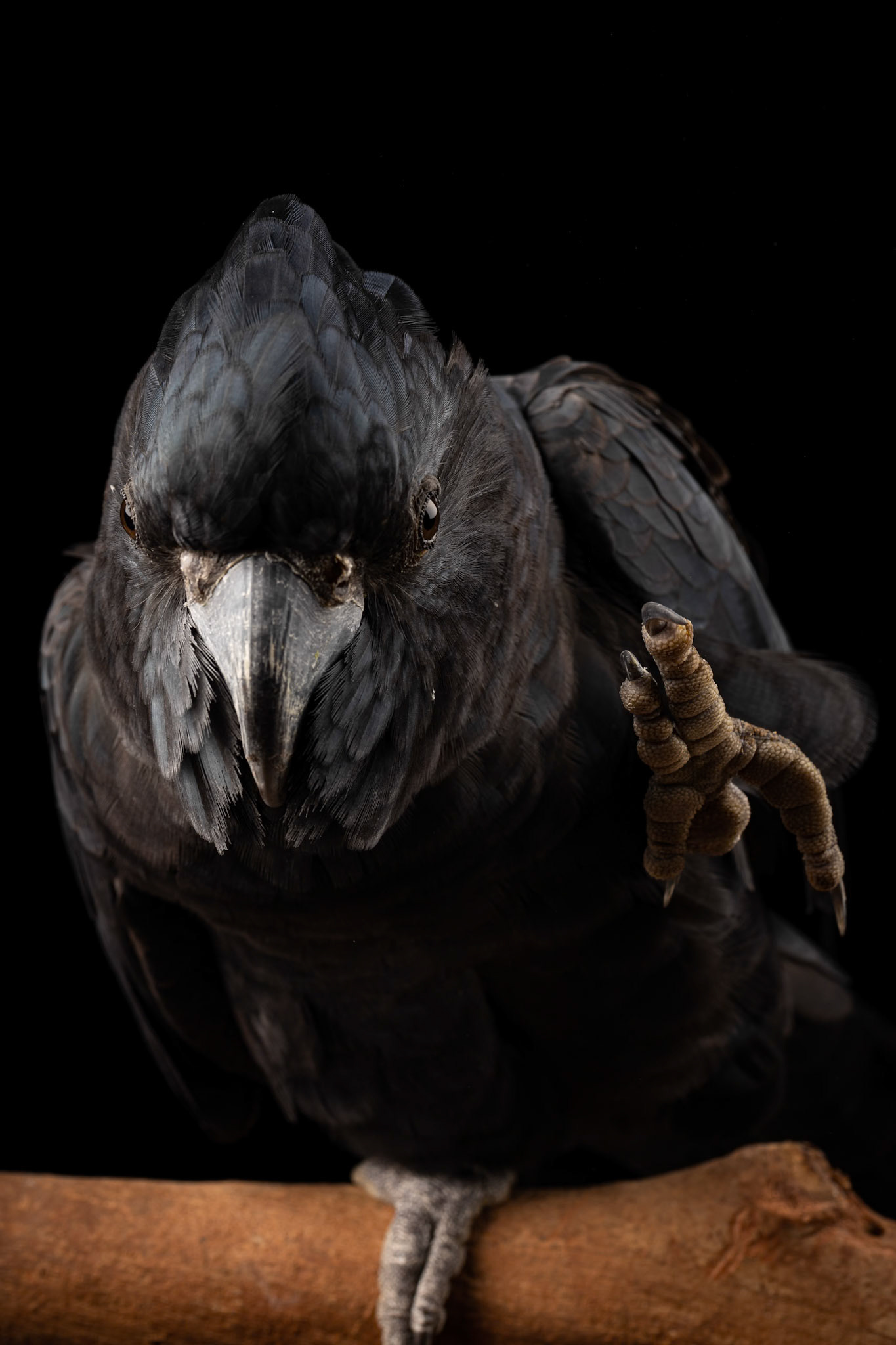 Ralph the Red Tailed Black Cockatoo at the Canon Collective, Studio Wildlife Portraits &amp; Macro Photography