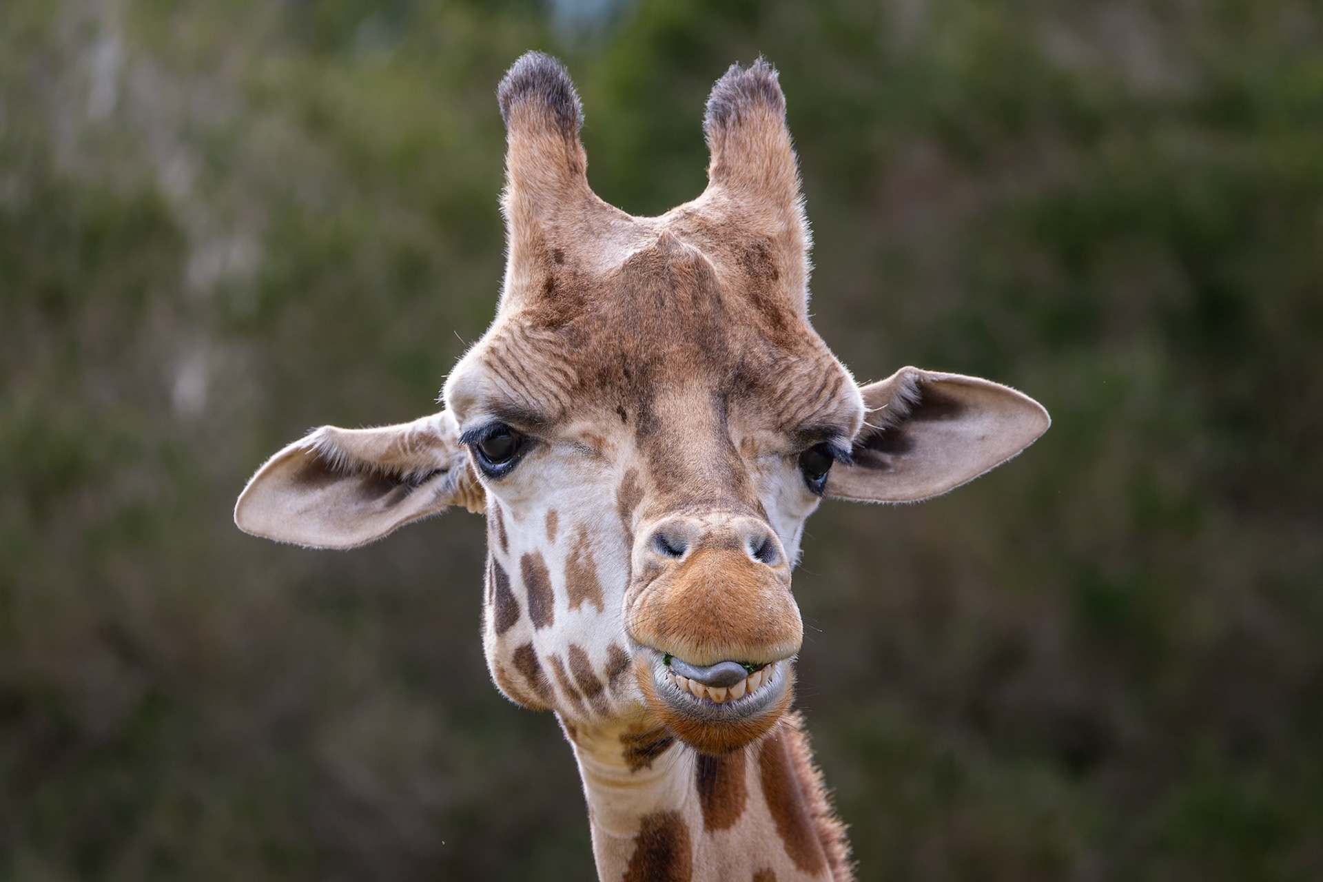 Giraffe at Werribee Open Range Zoo in Werribee South in Victoria, Australia