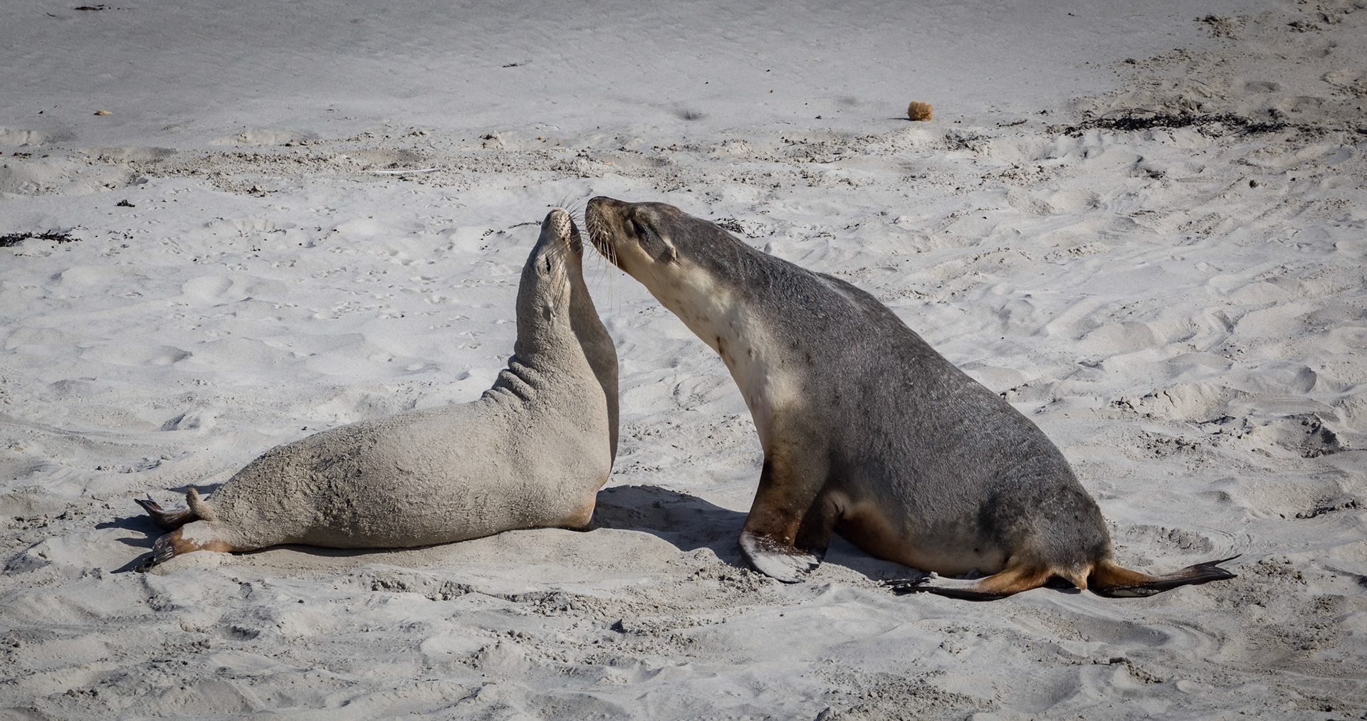 Australian Sea Lion at Seal Bay on Kangaroo Island, Australia