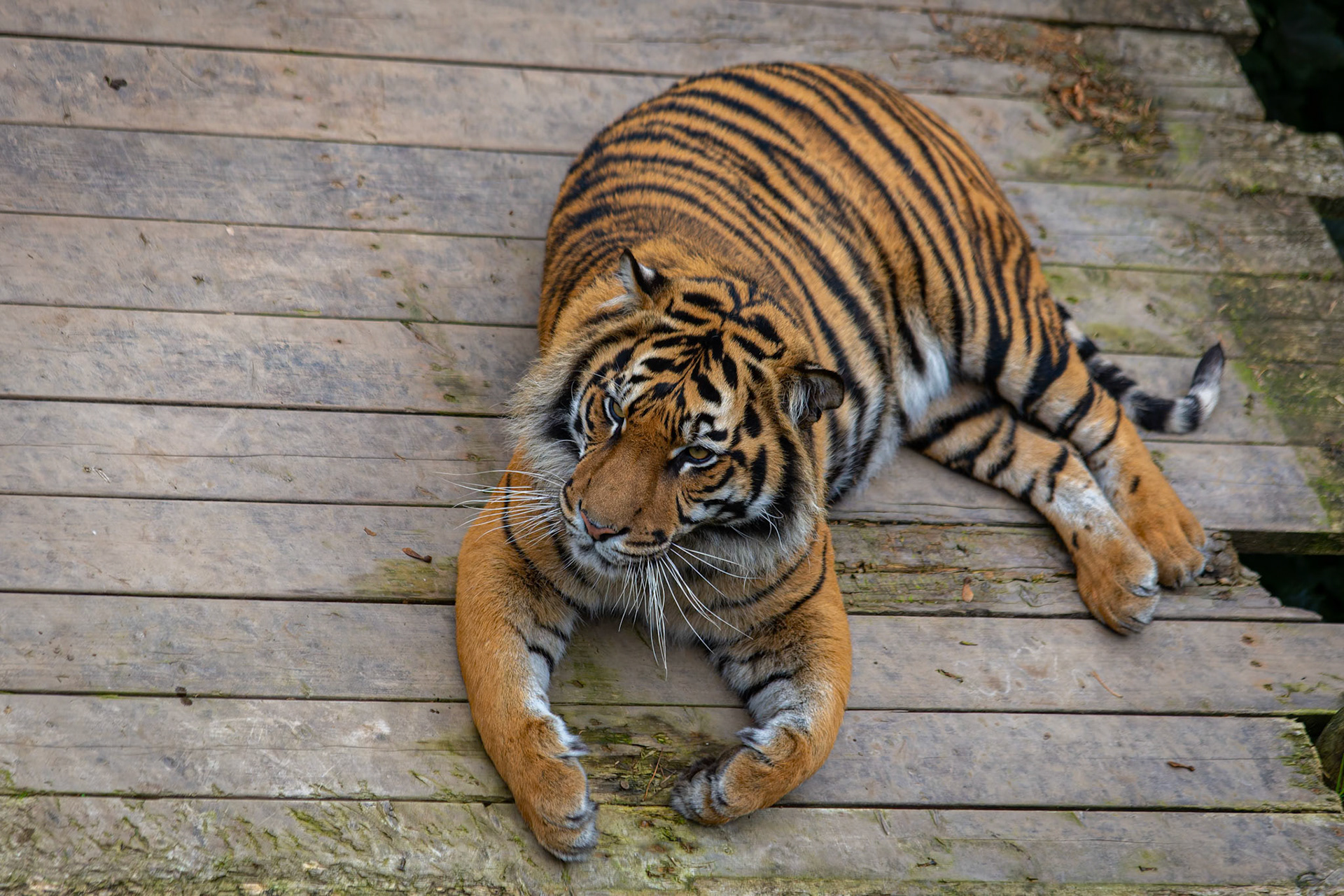 Sumatran Tiger at the Welsh Mountain Zoo, Wales