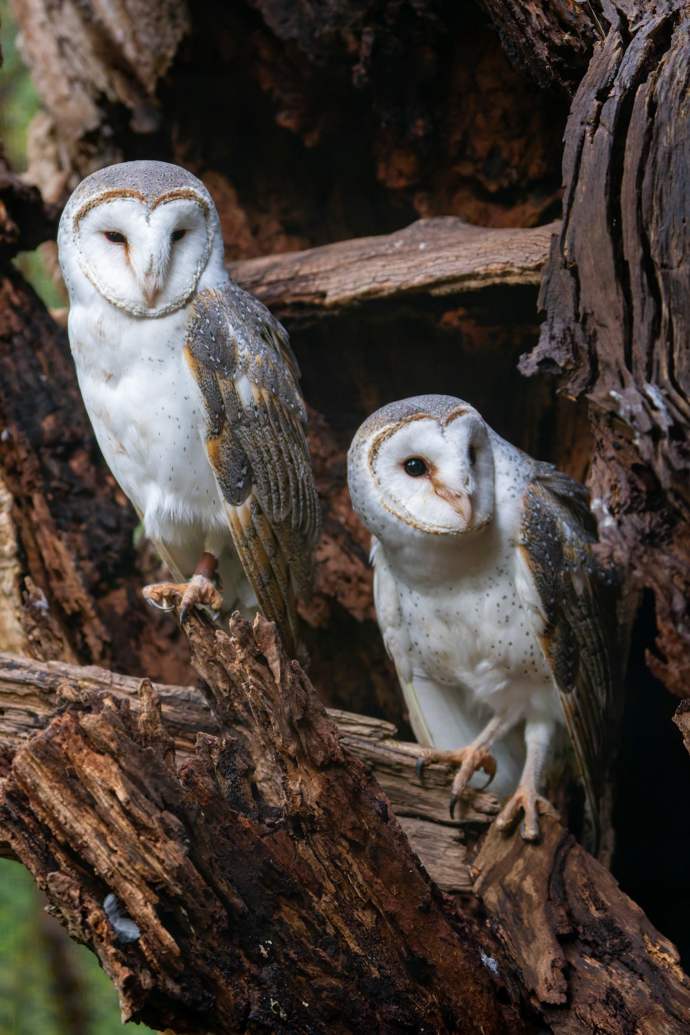 Barn Owl during the Spirits of the Sky at Healesville Sanctuary in Healesville, Australia