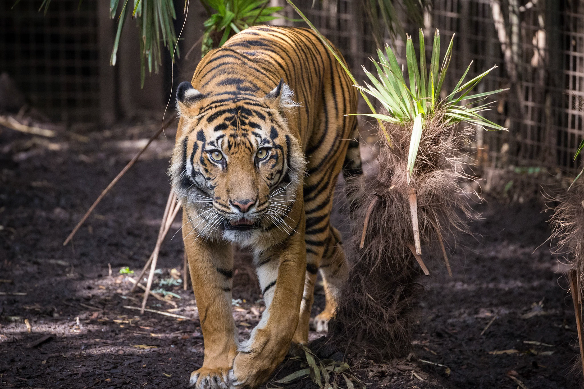 Sumatran Tiger at the Melbourne Zoo in Melbourne, Australia
