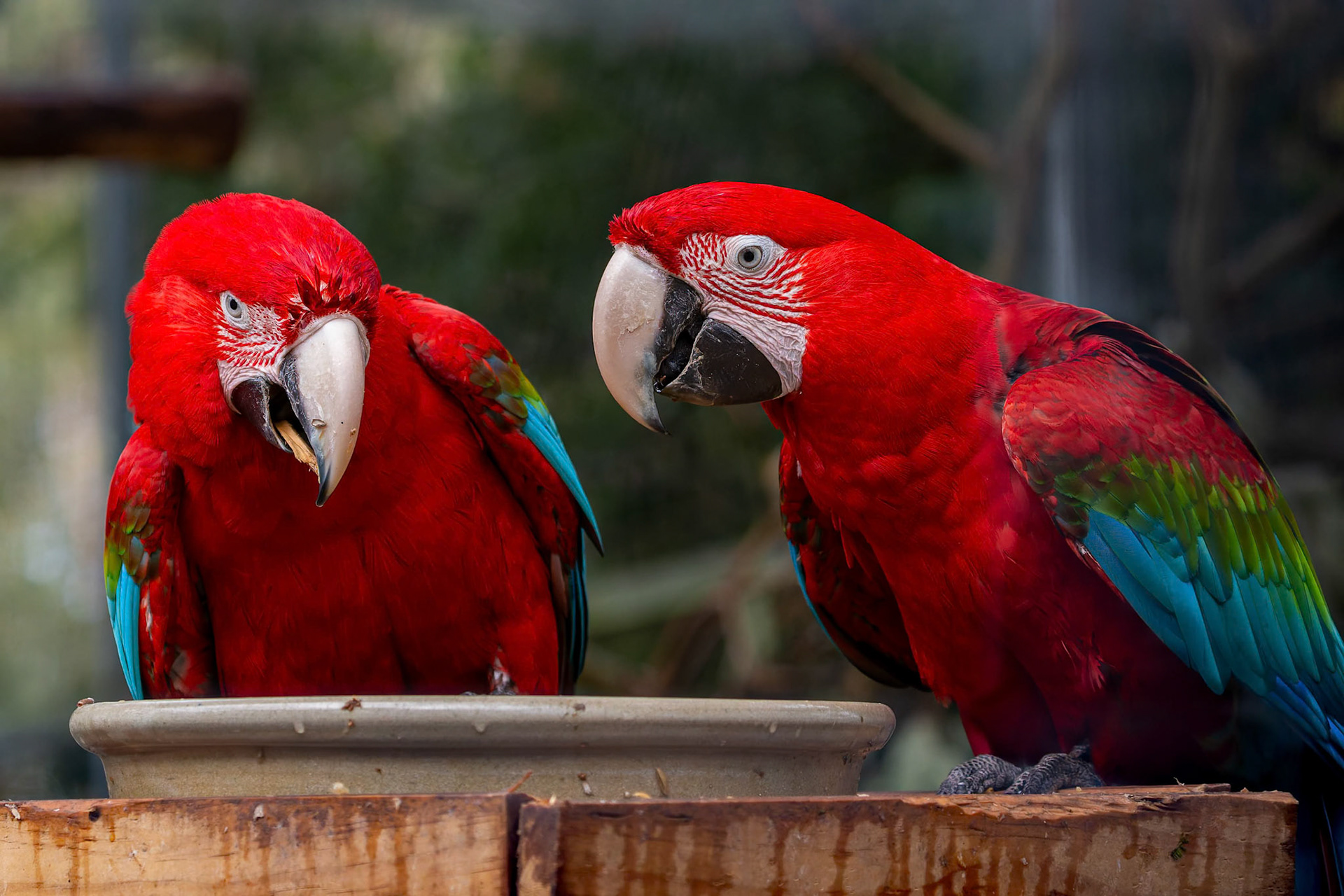 Green-Winged Macaw at the Kangaroo Island Wildlife Park on Kangaroo Island, Australia