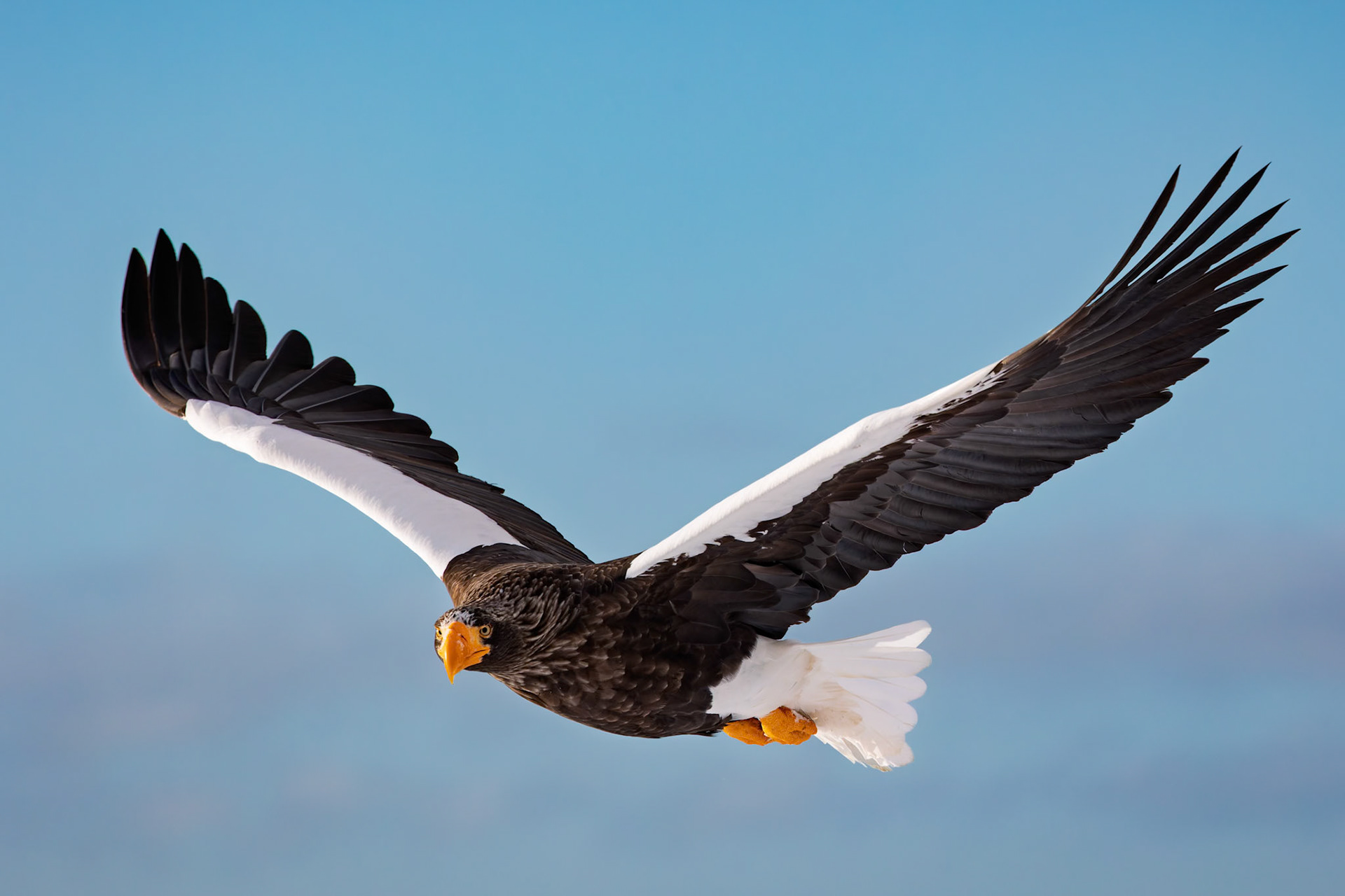 Stella Eagle searching for breakfast at Rausu Fishing Port on the Island of Hokkaido, Japan