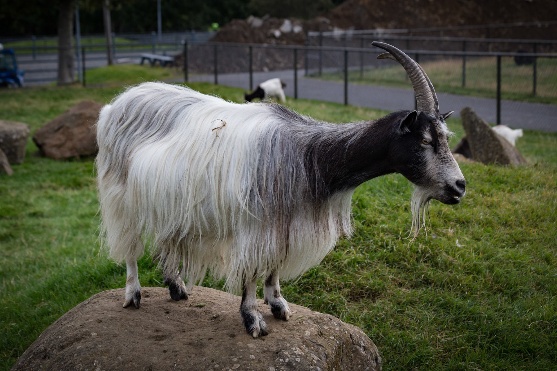 Goat at the Reykjavik Zoo, Iceland