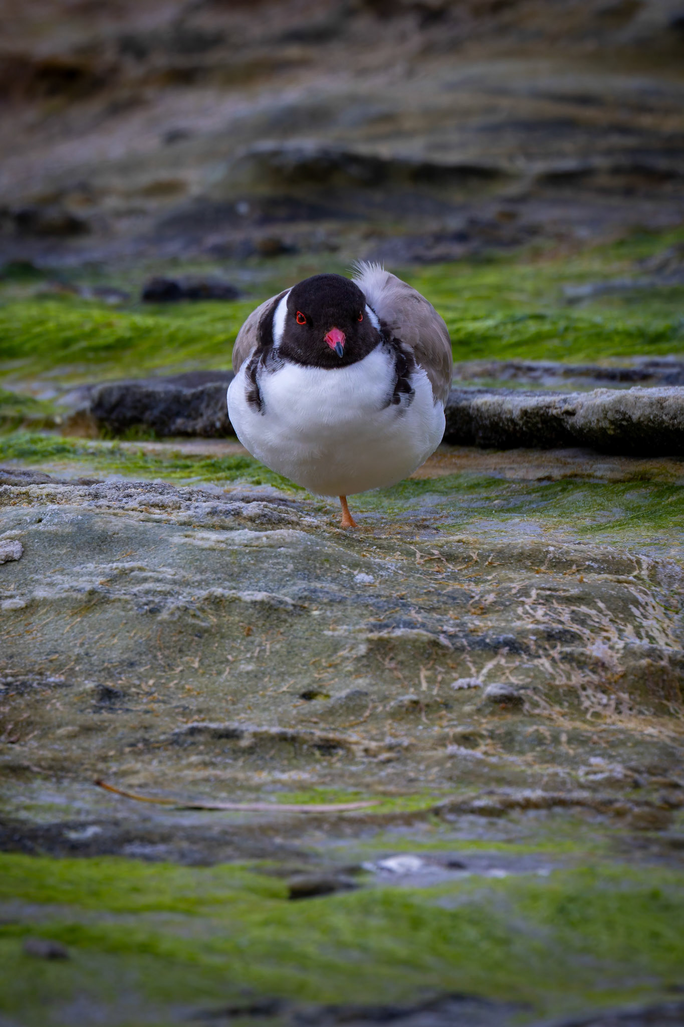 Hooded Plover at Two Tree Point Resolution Creek on Bruny Island of the coast of Tasmania, Australia