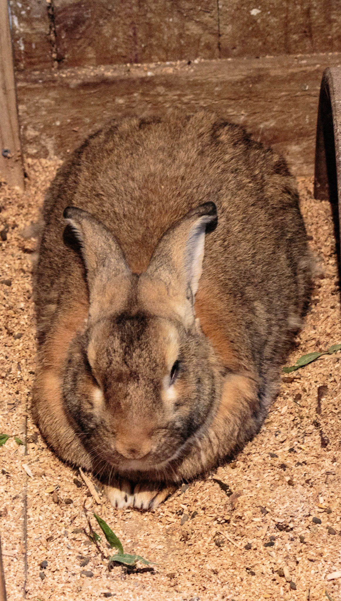 Rabbit at the Willowbank Wildlife Park, Christchurch, New Zealand