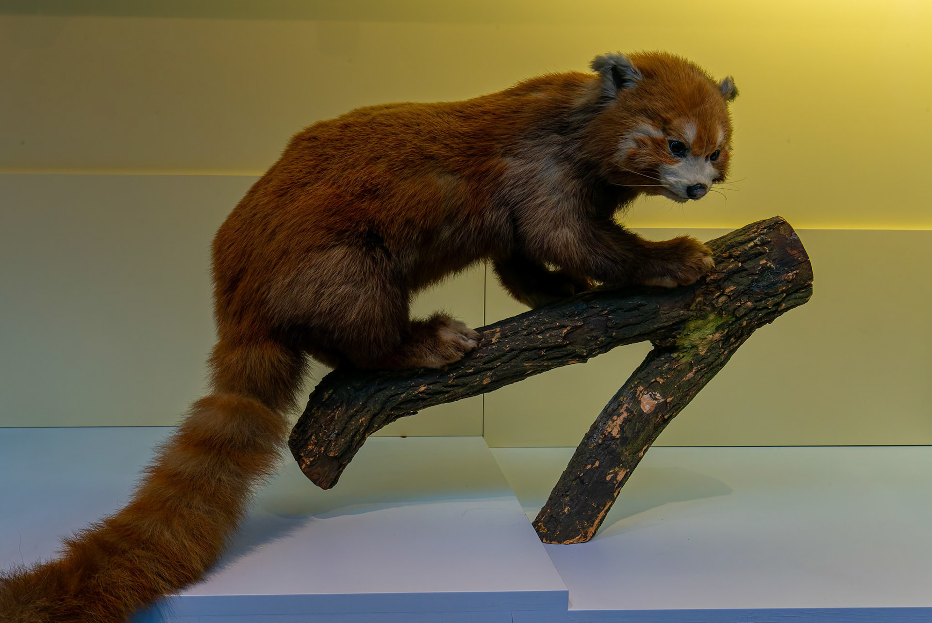 Red Panda display at the Natural History Museum in London, England