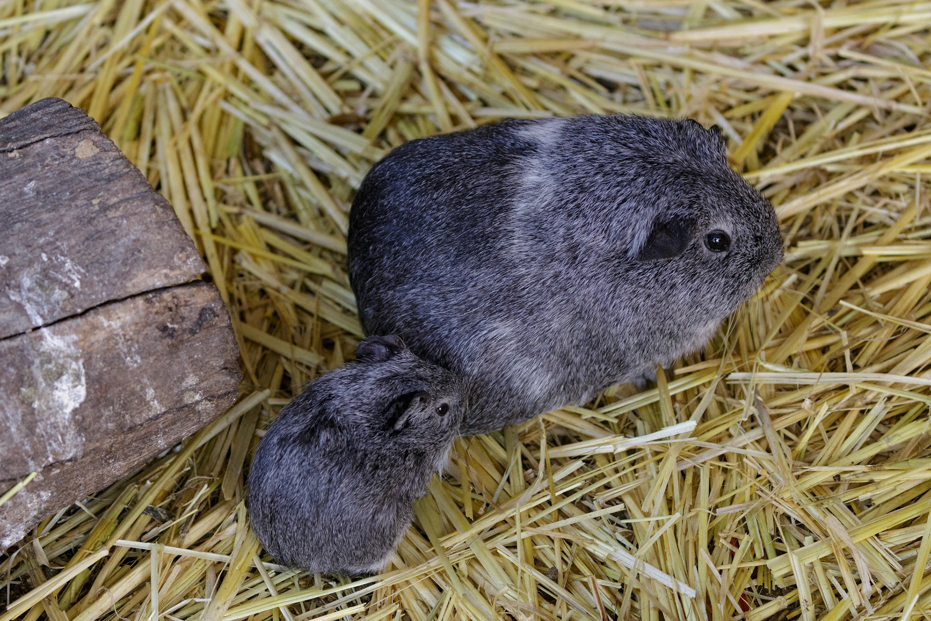Guinea Pigs at the Gorge Wildlife Park, South Australia, Australia