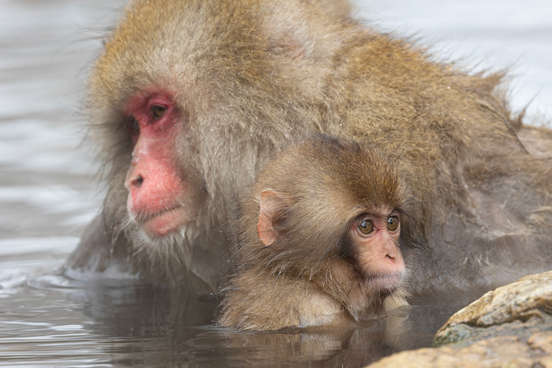 Mother and baby Japanese macaque (Snow Monkey) at Jigokudani Yaen-Koen, Japan
