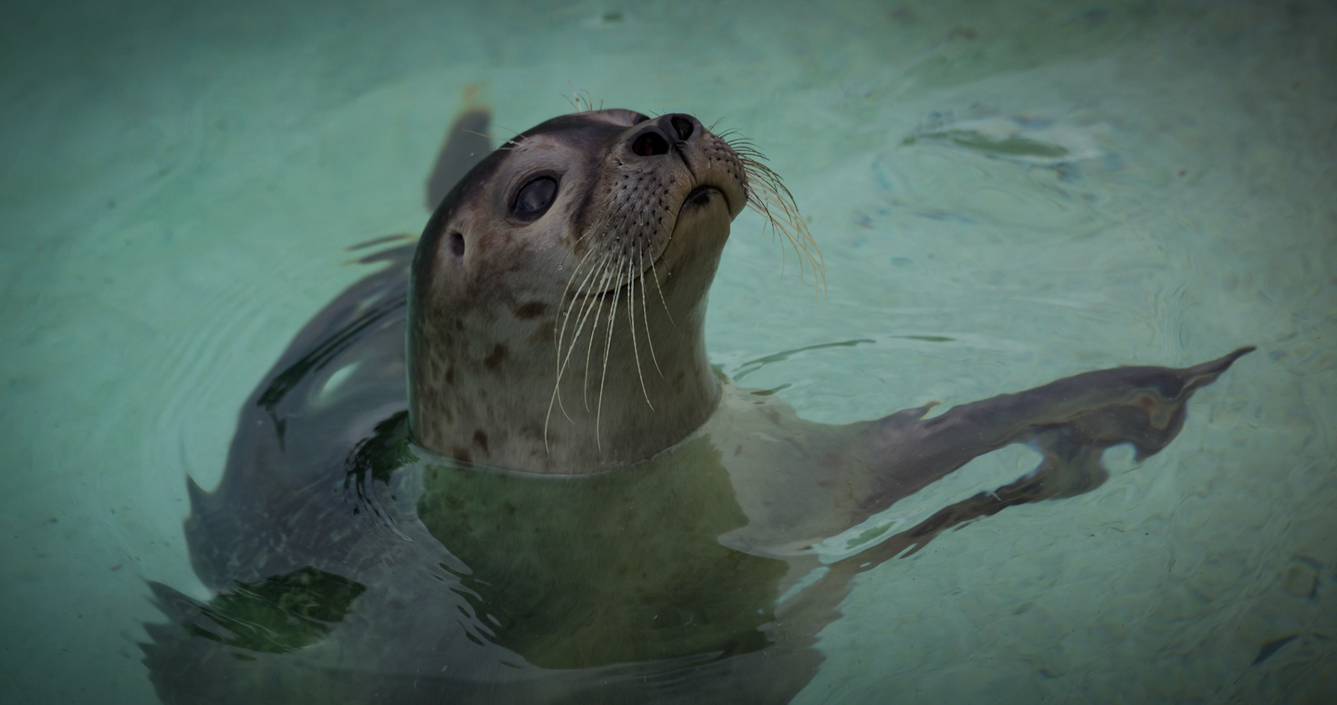 Seal at the Reykjavik Zoo, Iceland