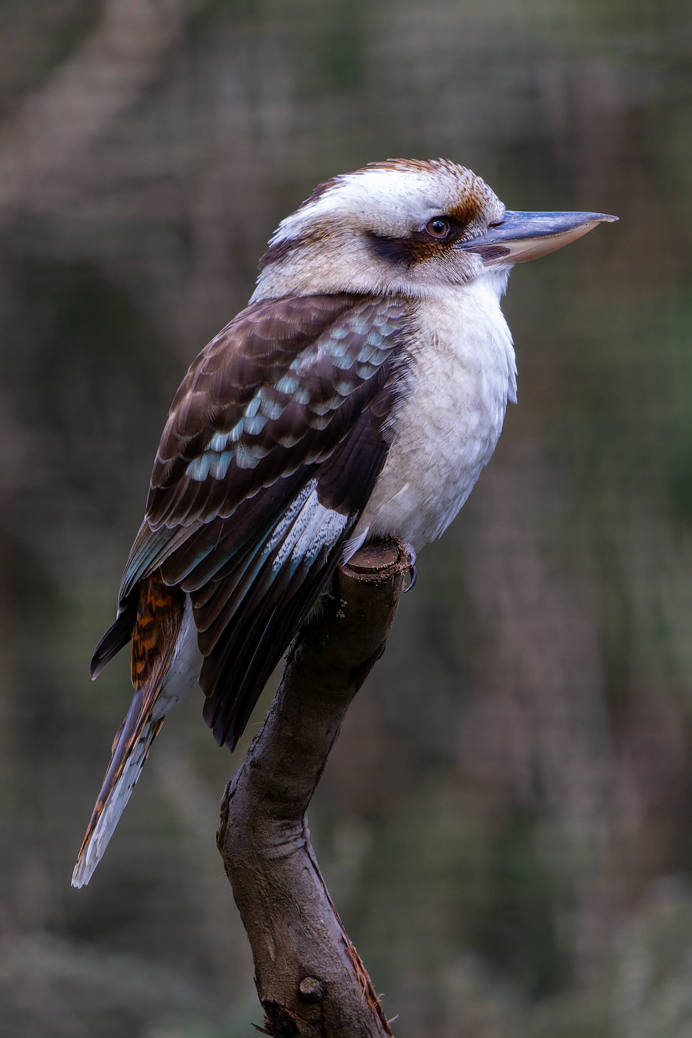 Laughing Kookaburra at Healesville Sanctuary in Healesville, Australia
